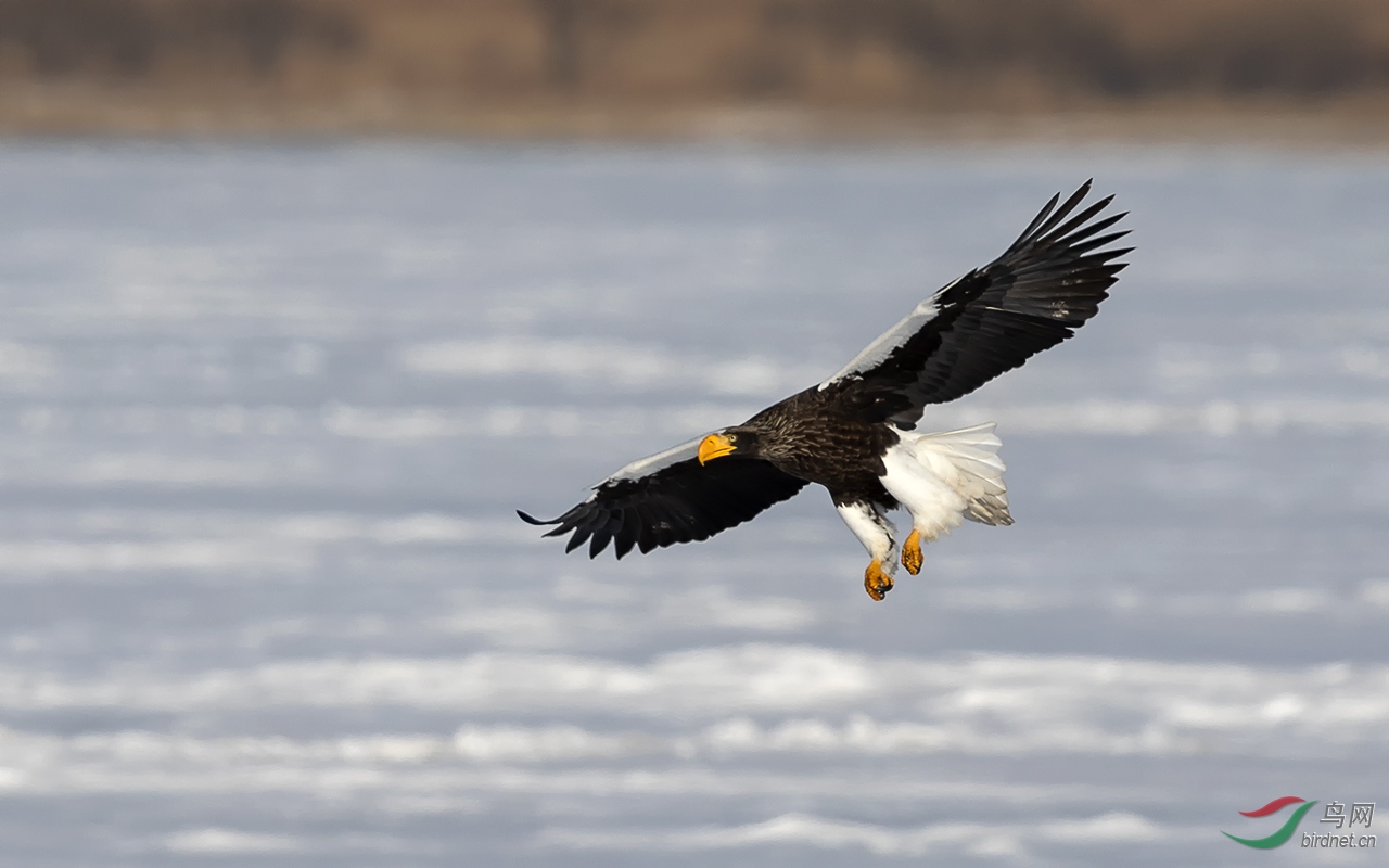 飞翔的虎头海雕