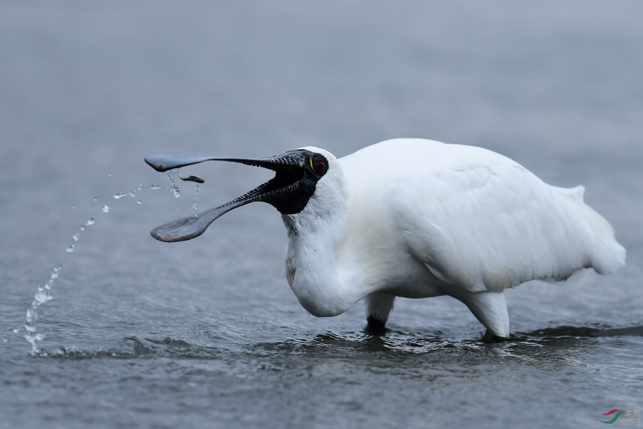 琵鹭今天离我的距离远些好吗?
