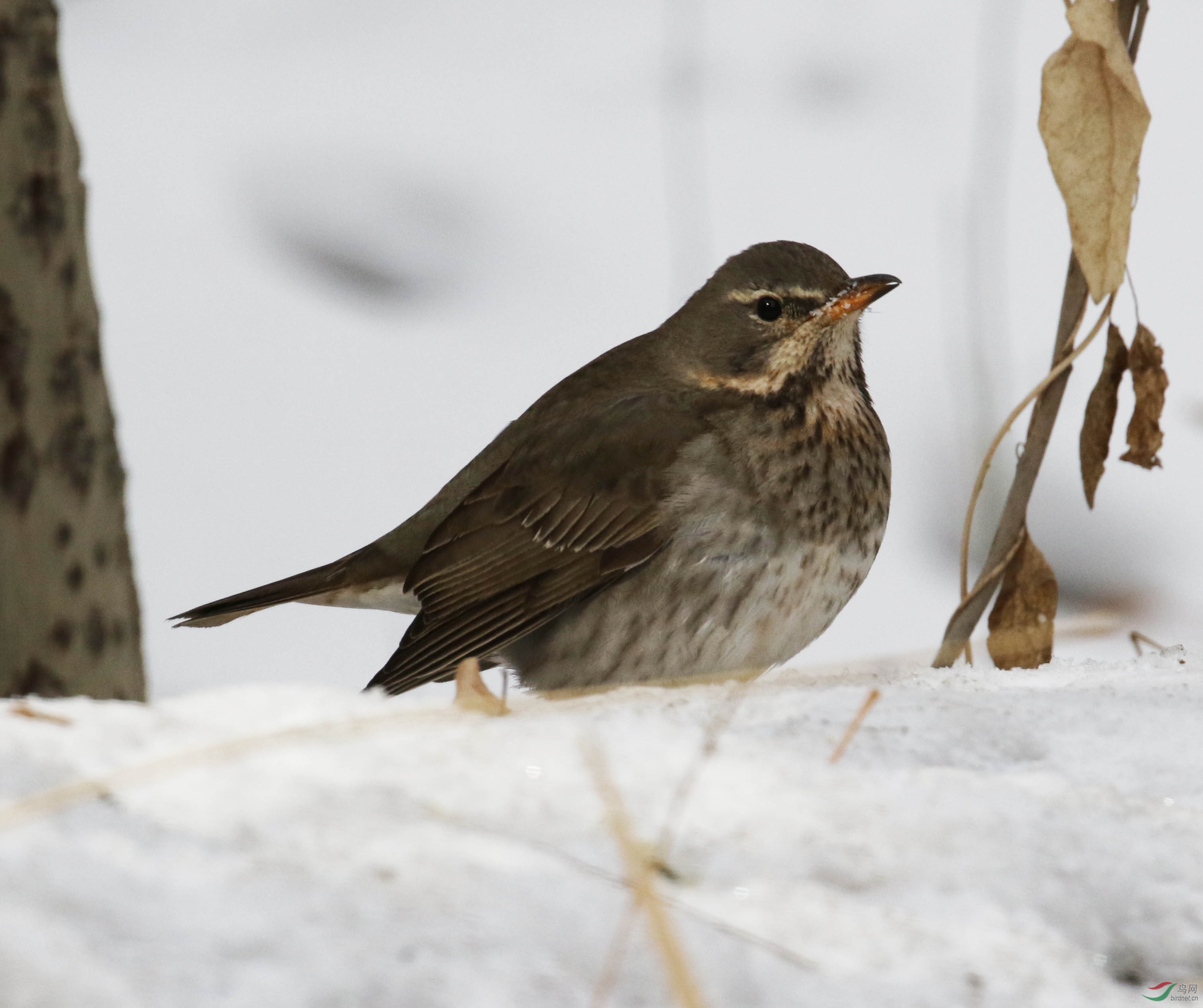 1G1A3005 ����01.jpg