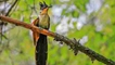 A38.jpg