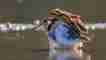 A35.jpg