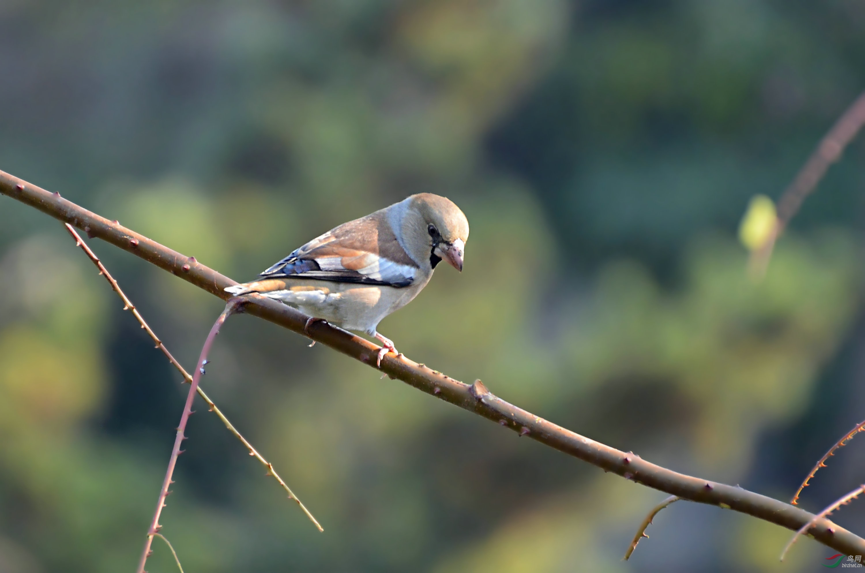 DSC_3100.JPG