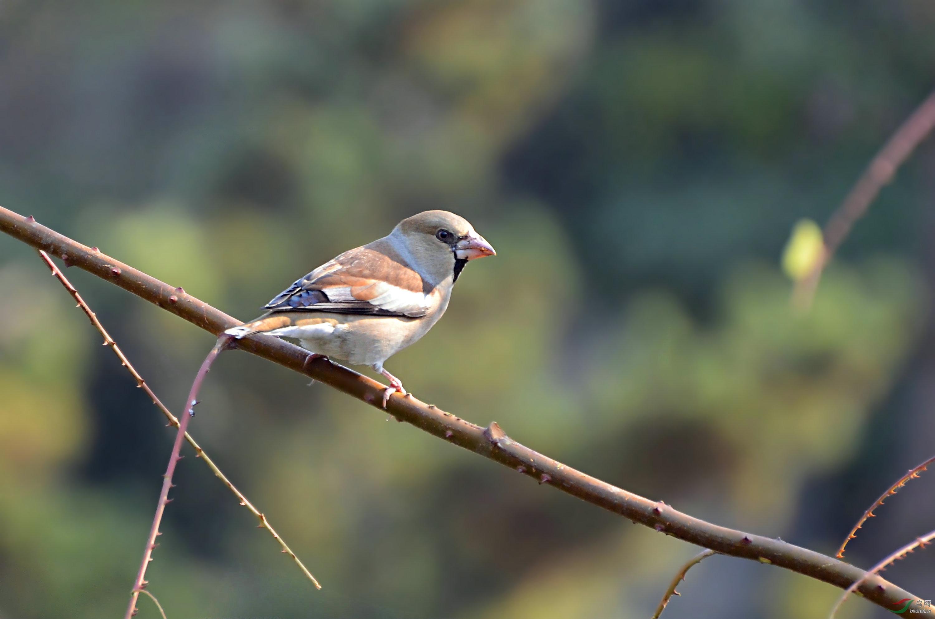 DSC_3102.JPG