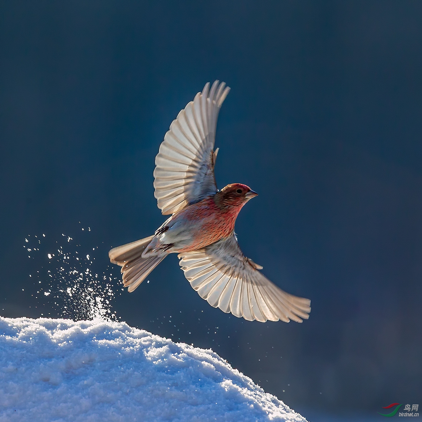 朱雀展翅【祝贺获得首页精华】 - 江西版 jiangxi 鸟网