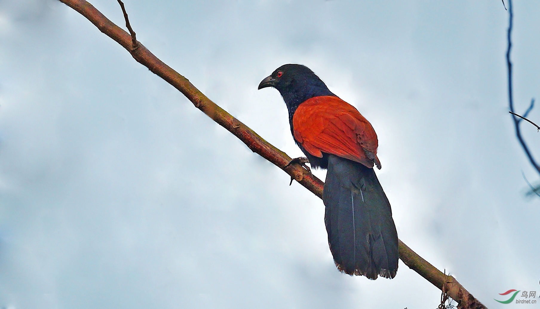褐翅鸦鹃的留影