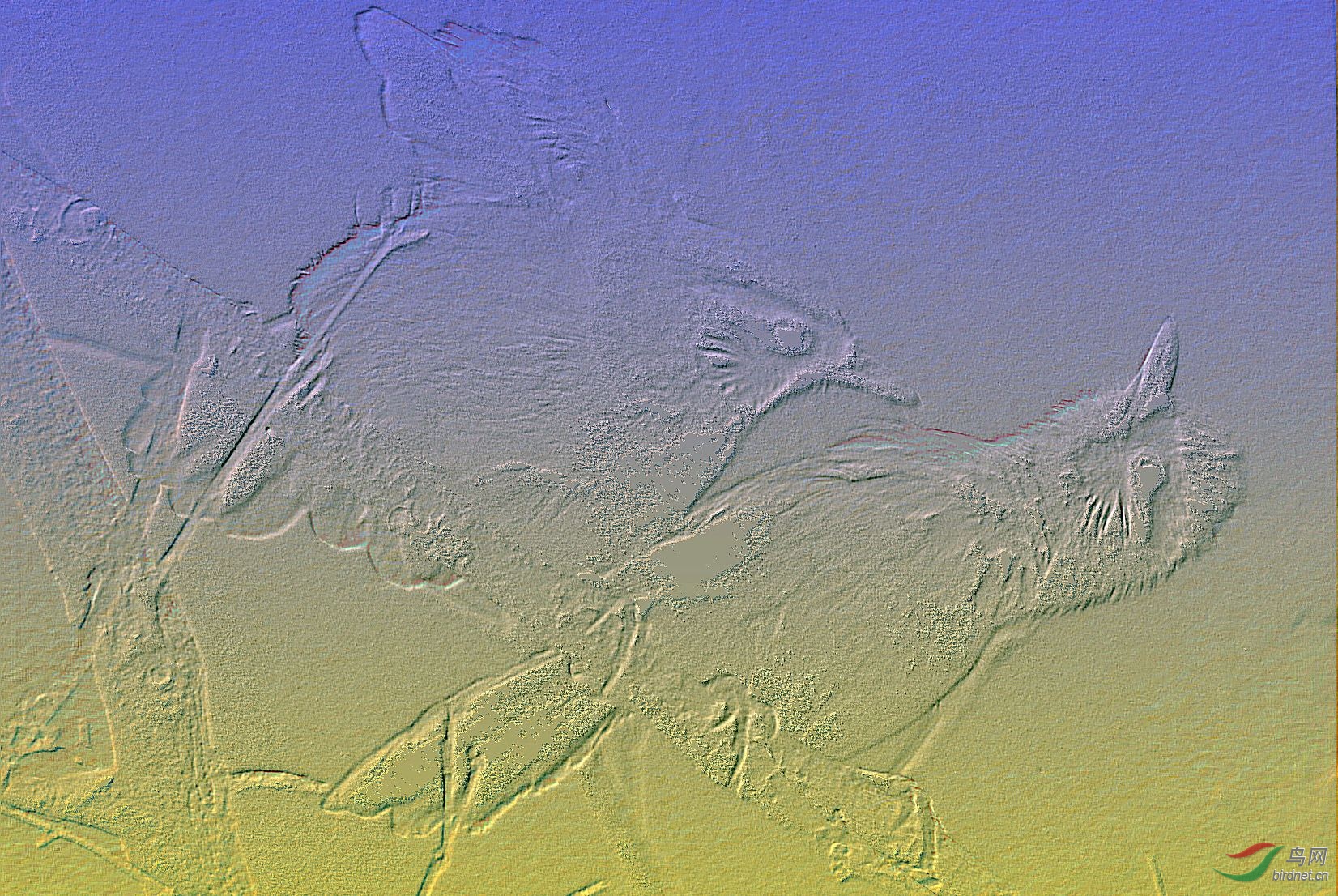 DSC_9090_conew1.jpg