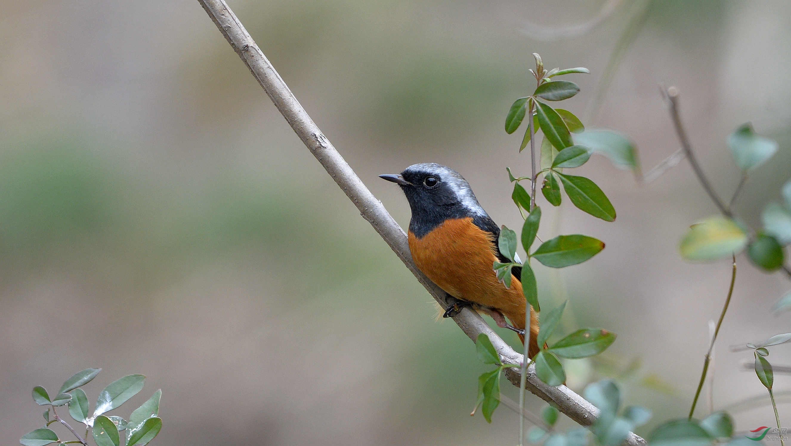 脚不好的北红尾鸲