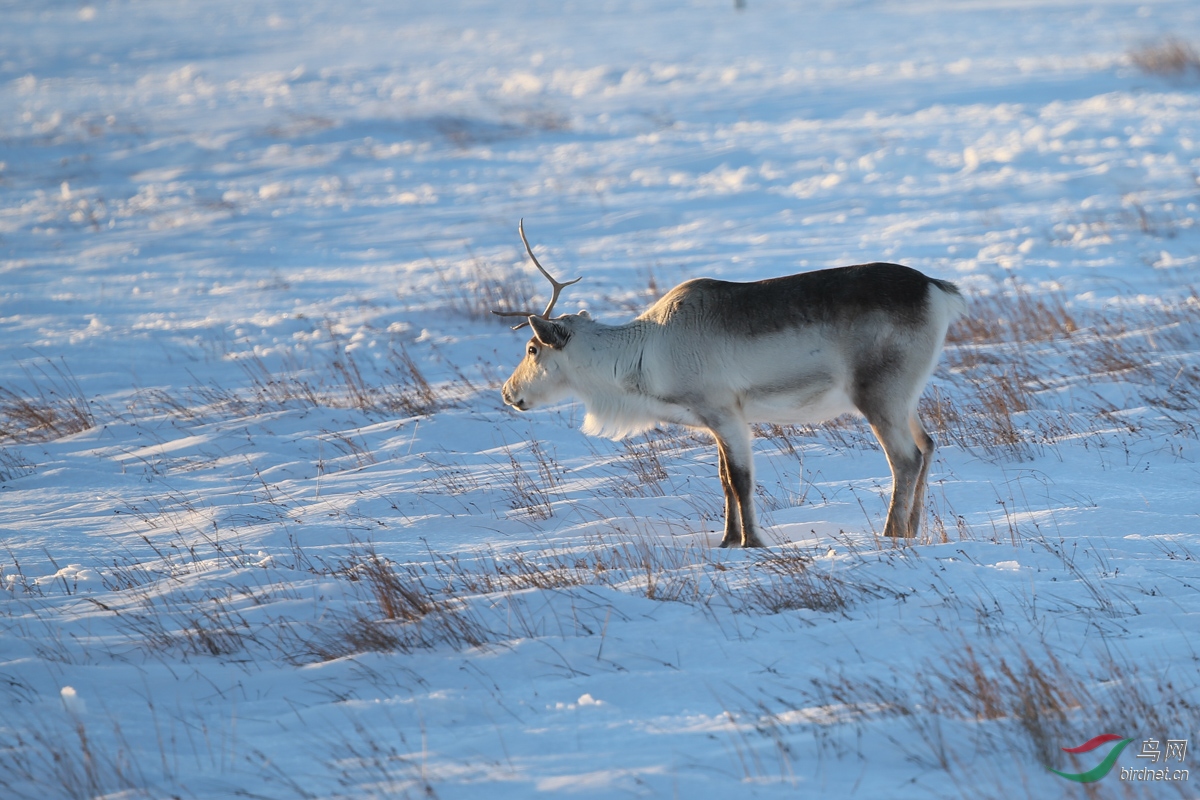 冰岛野生麋鹿 - 野生动物版 鸟网