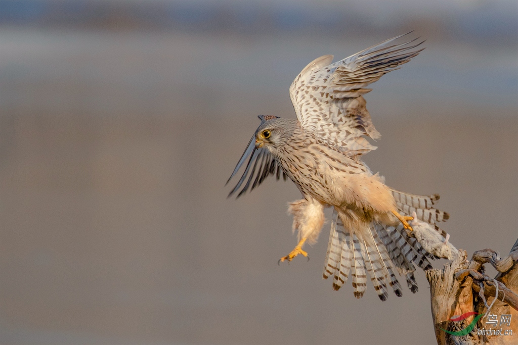 3S5A3474  ��������з�̤_����_����.jpg