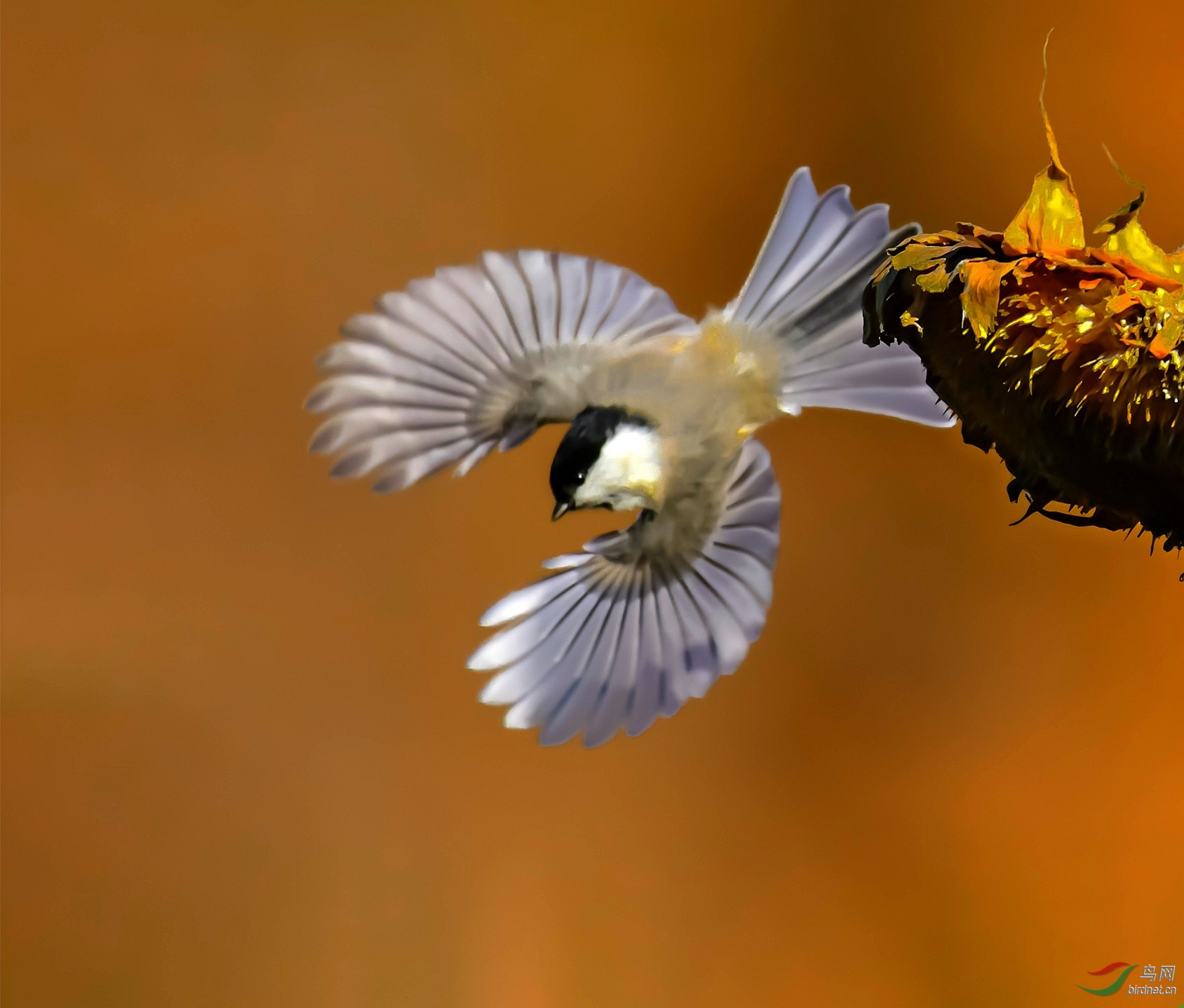 ɽȸ�ӳ�˲����