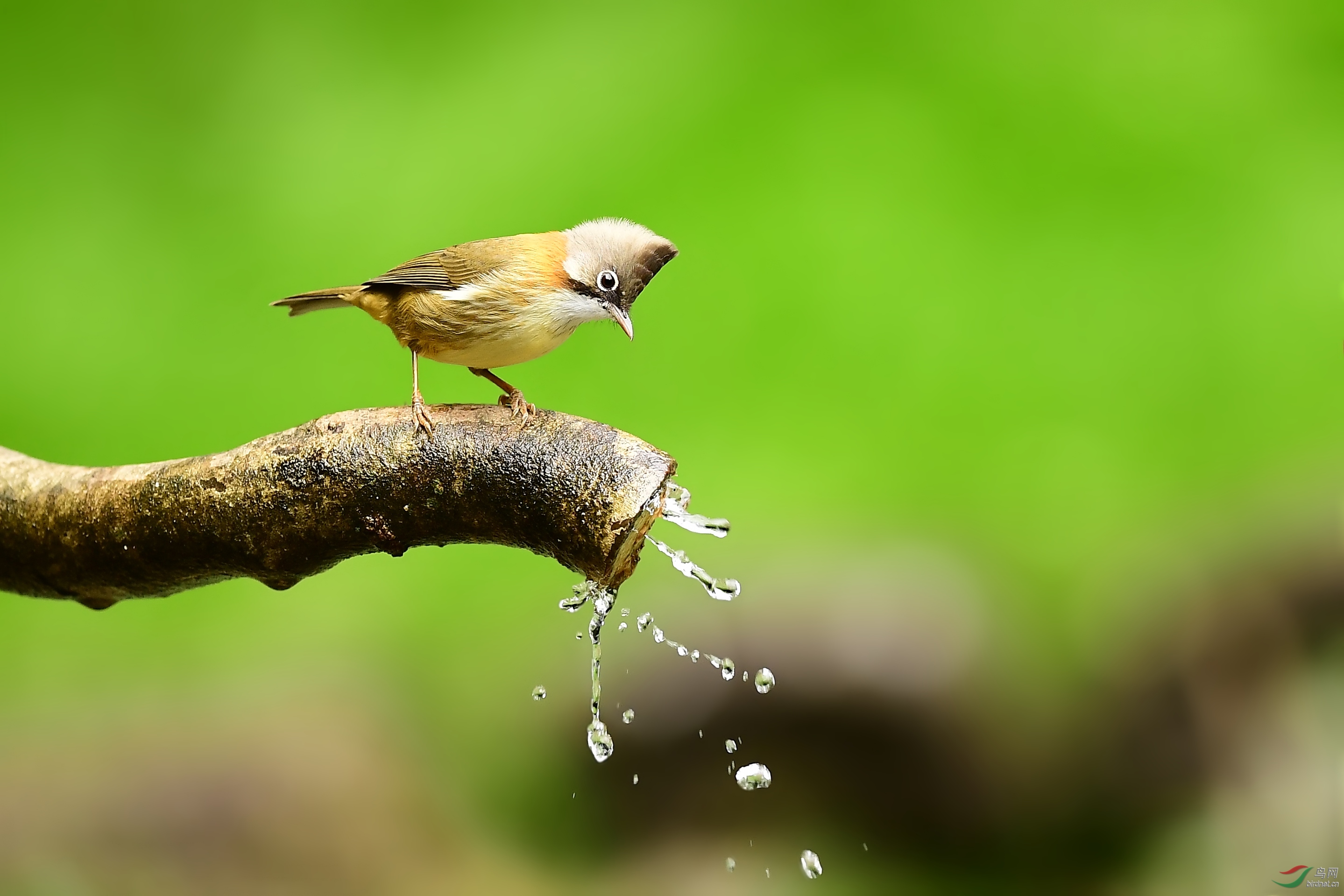 林鸟黄颈凤鹛祝各位师友元宵节快乐