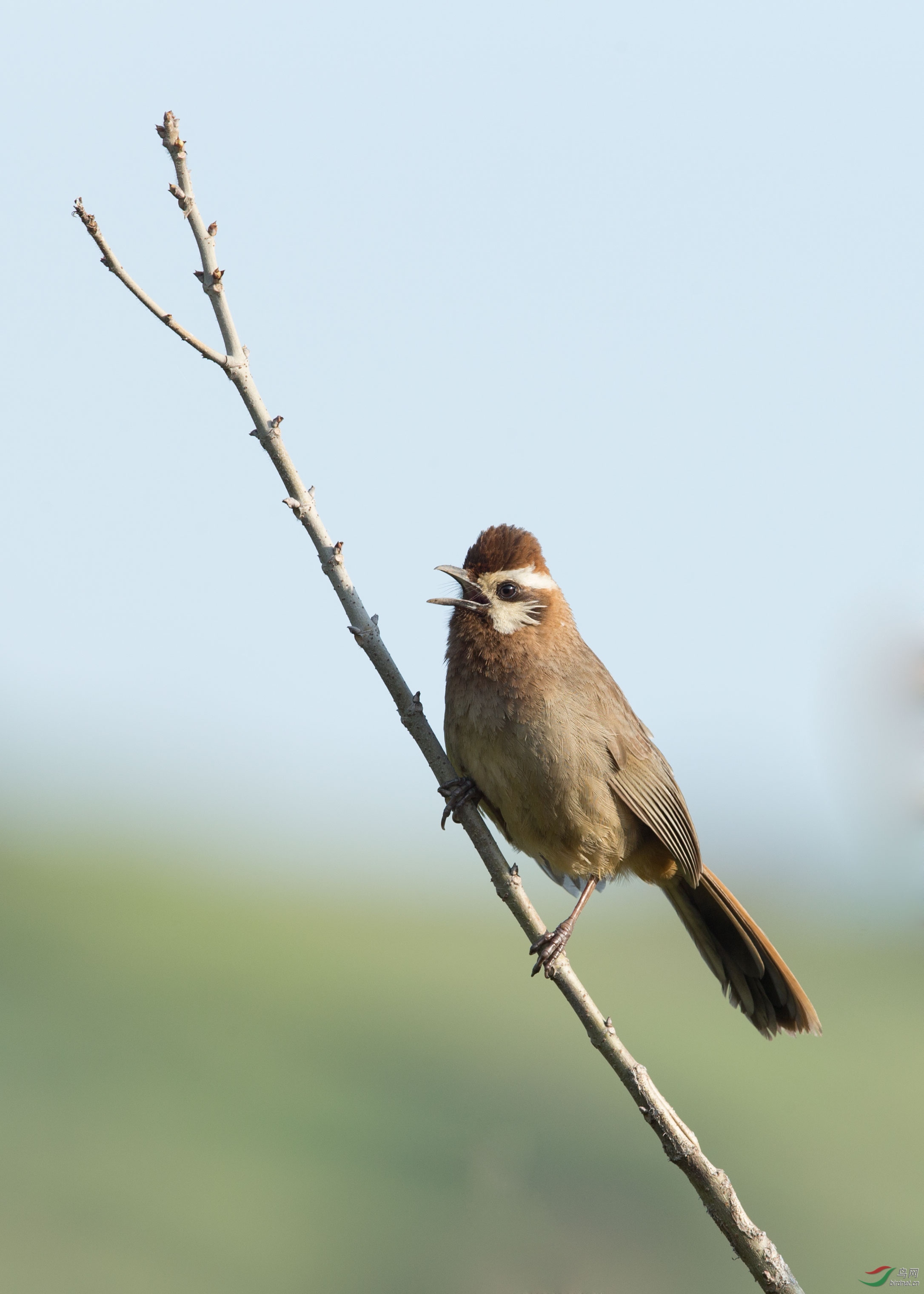 白颊噪鹛 - 江西版 jiangxi 鸟网
