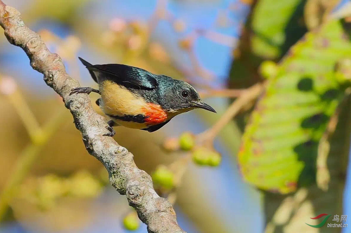 紅胸啄花鳥