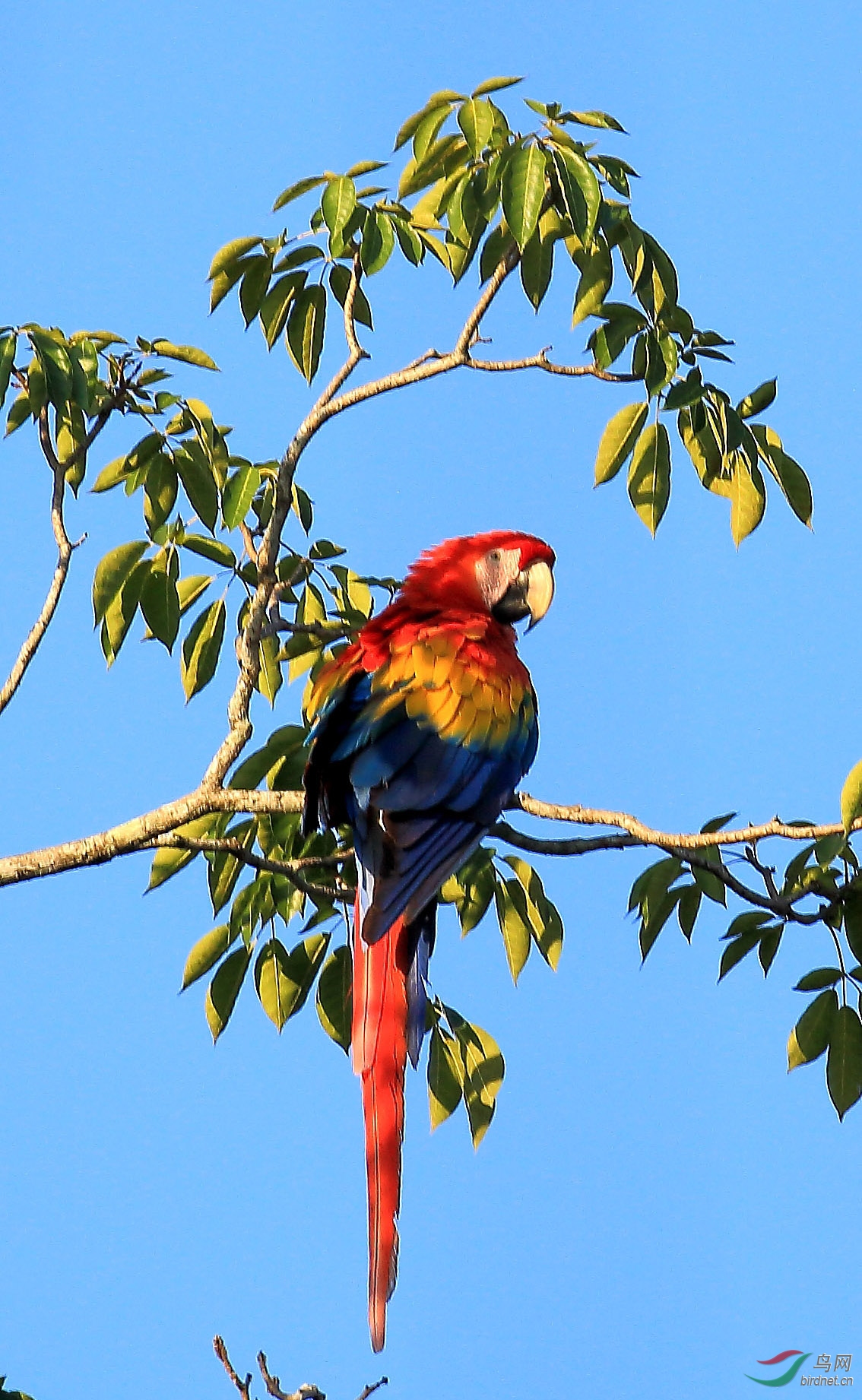墨西哥鸟类求教3