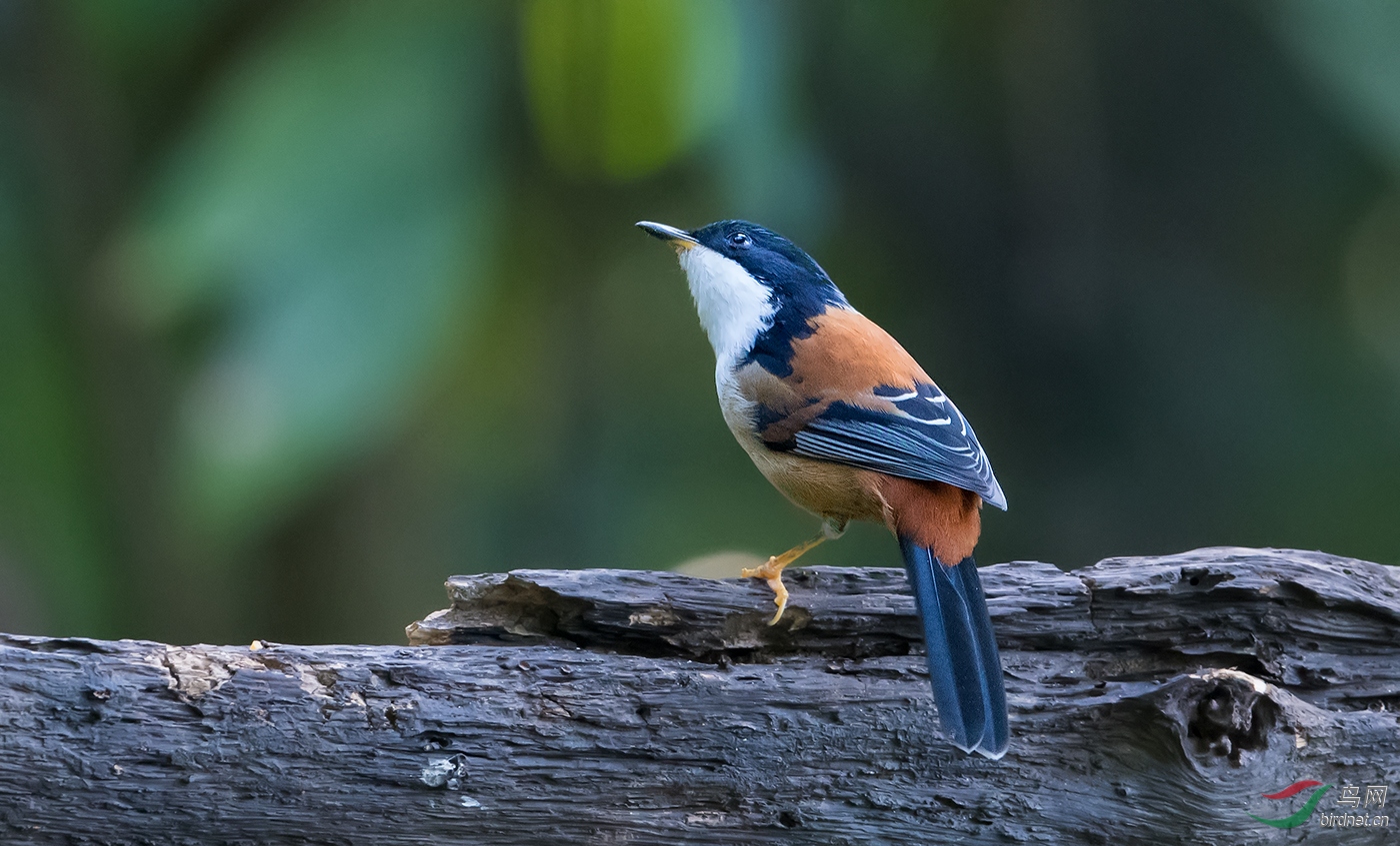 栗背奇鹛 - 四川版 sichuan 鸟网