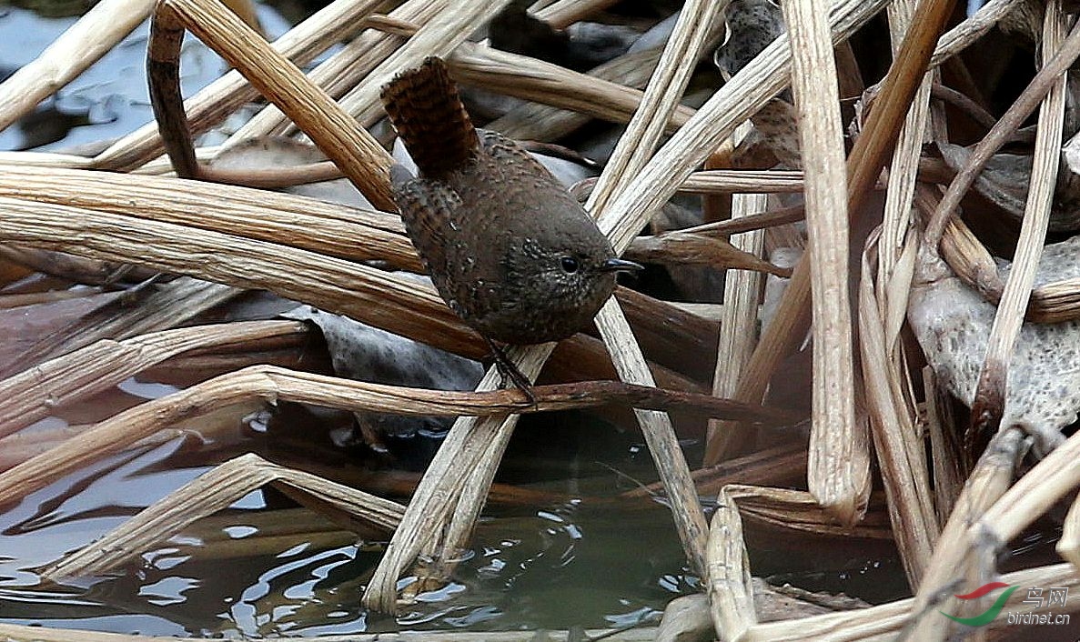 小小鷦鷯