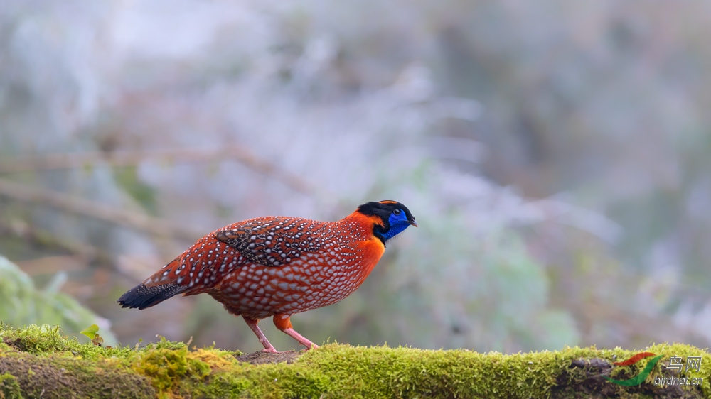 _DSC2720-1.jpg