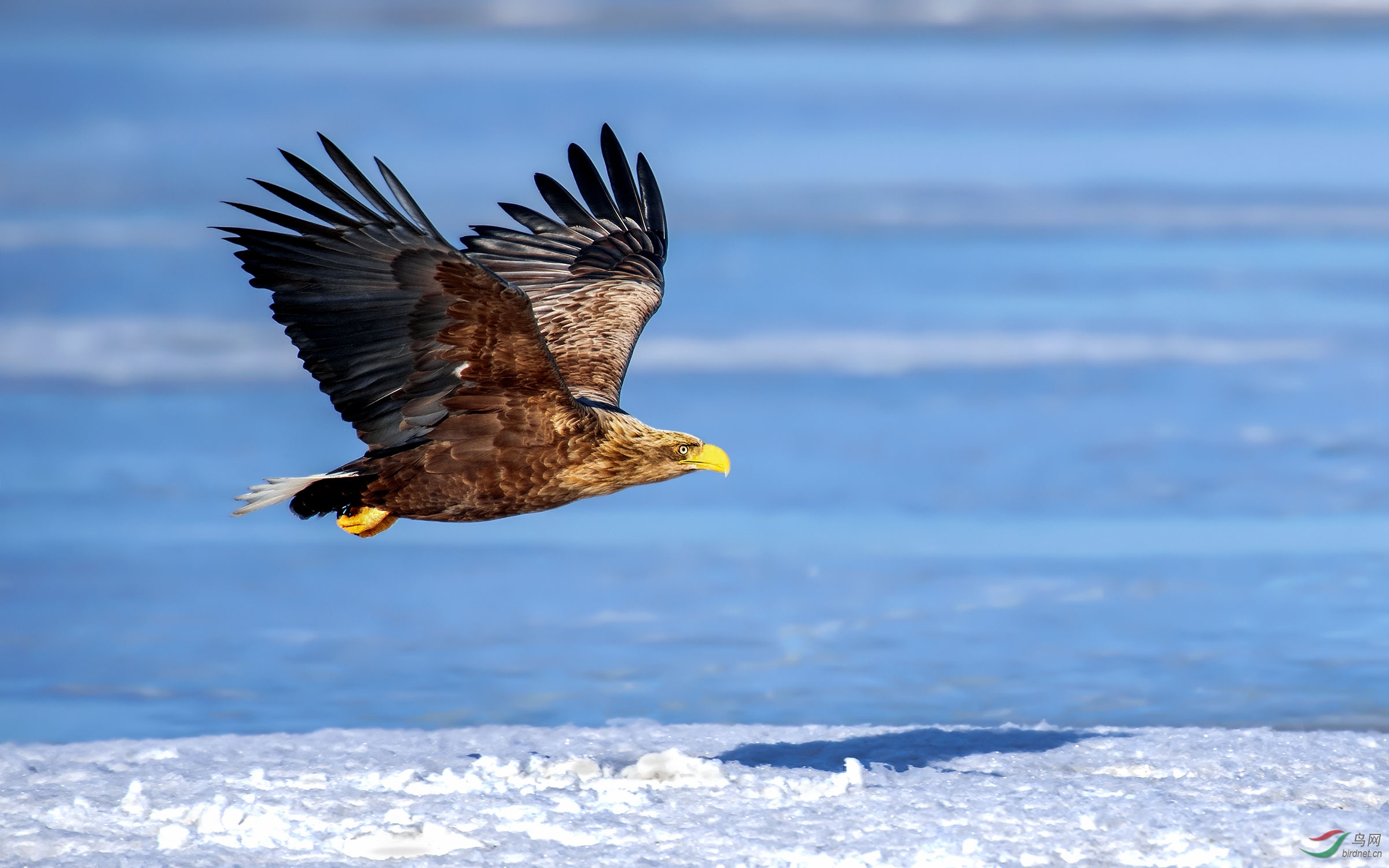 白尾海雕 - 尼康专栏 鸟网