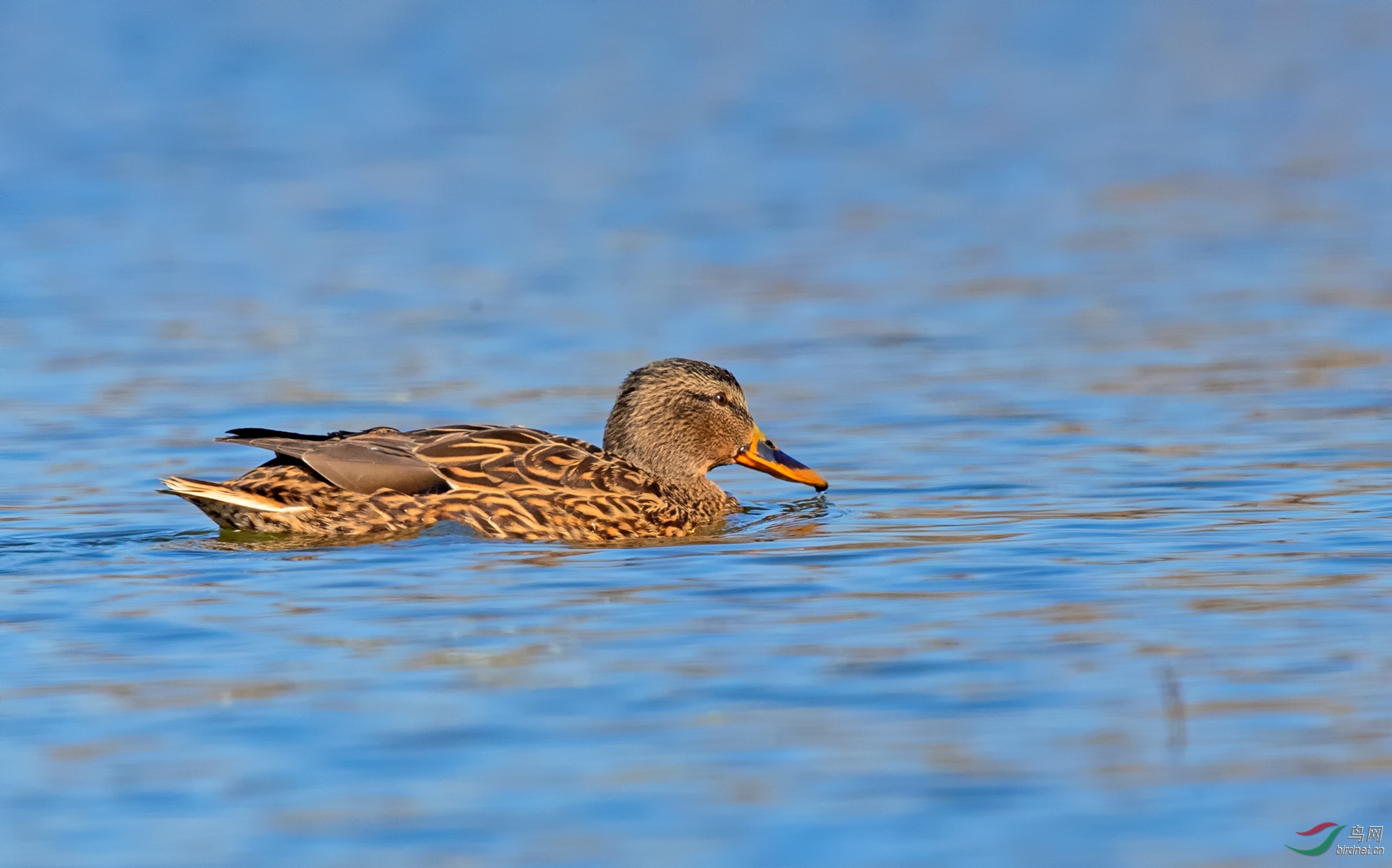祝您元宵佳节快乐--家门口的绿头鸭1