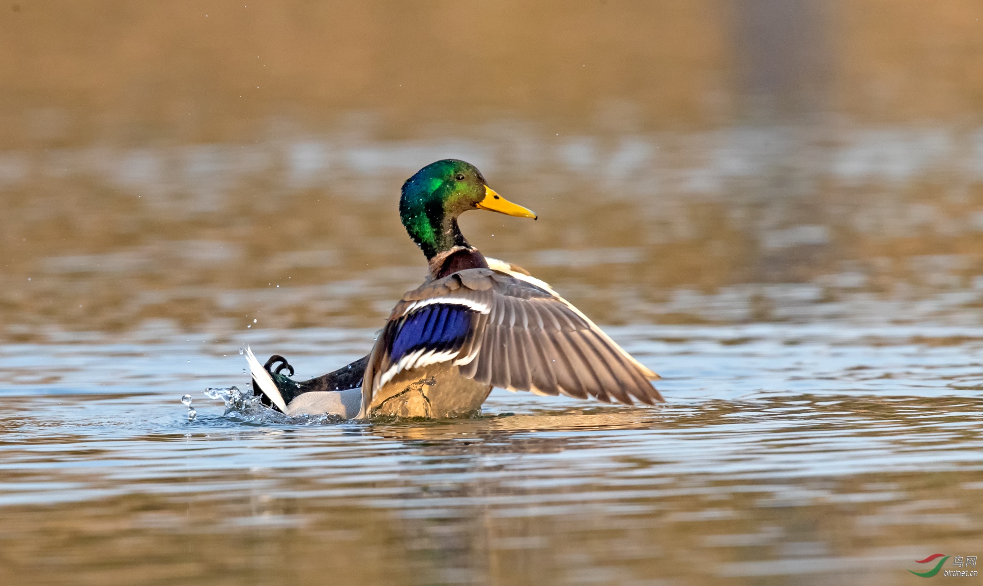 祝您元宵佳节快乐--家门口的绿头鸭4