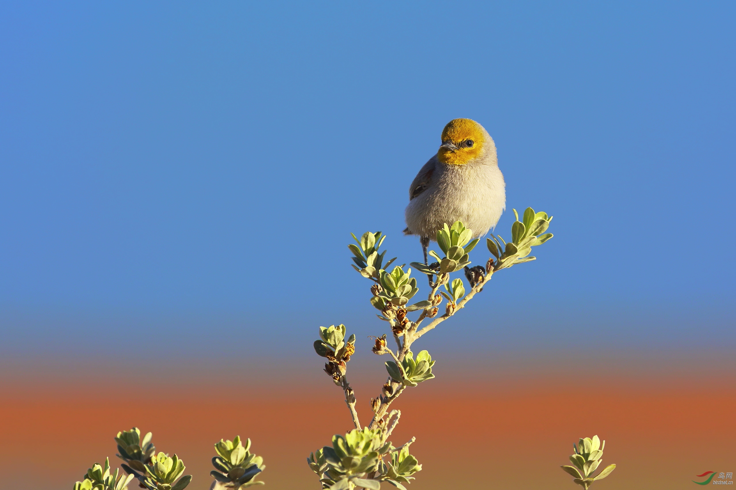 ==黄头金雀== - 辽宁版 liaoning 鸟网