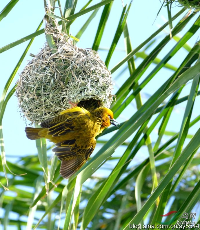 杰出的鸟儿建筑师~南非织巢鸟