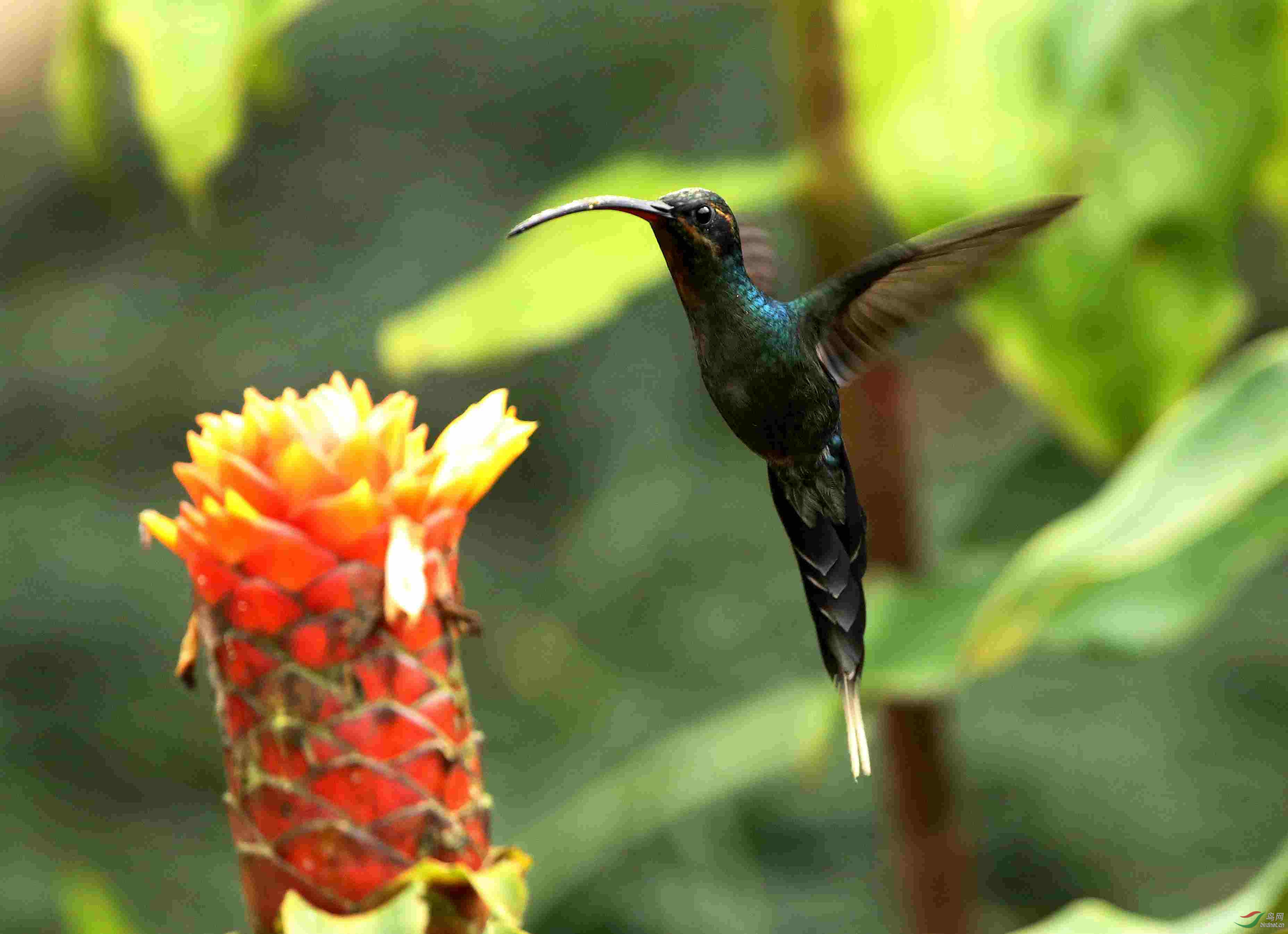 5��˹�����