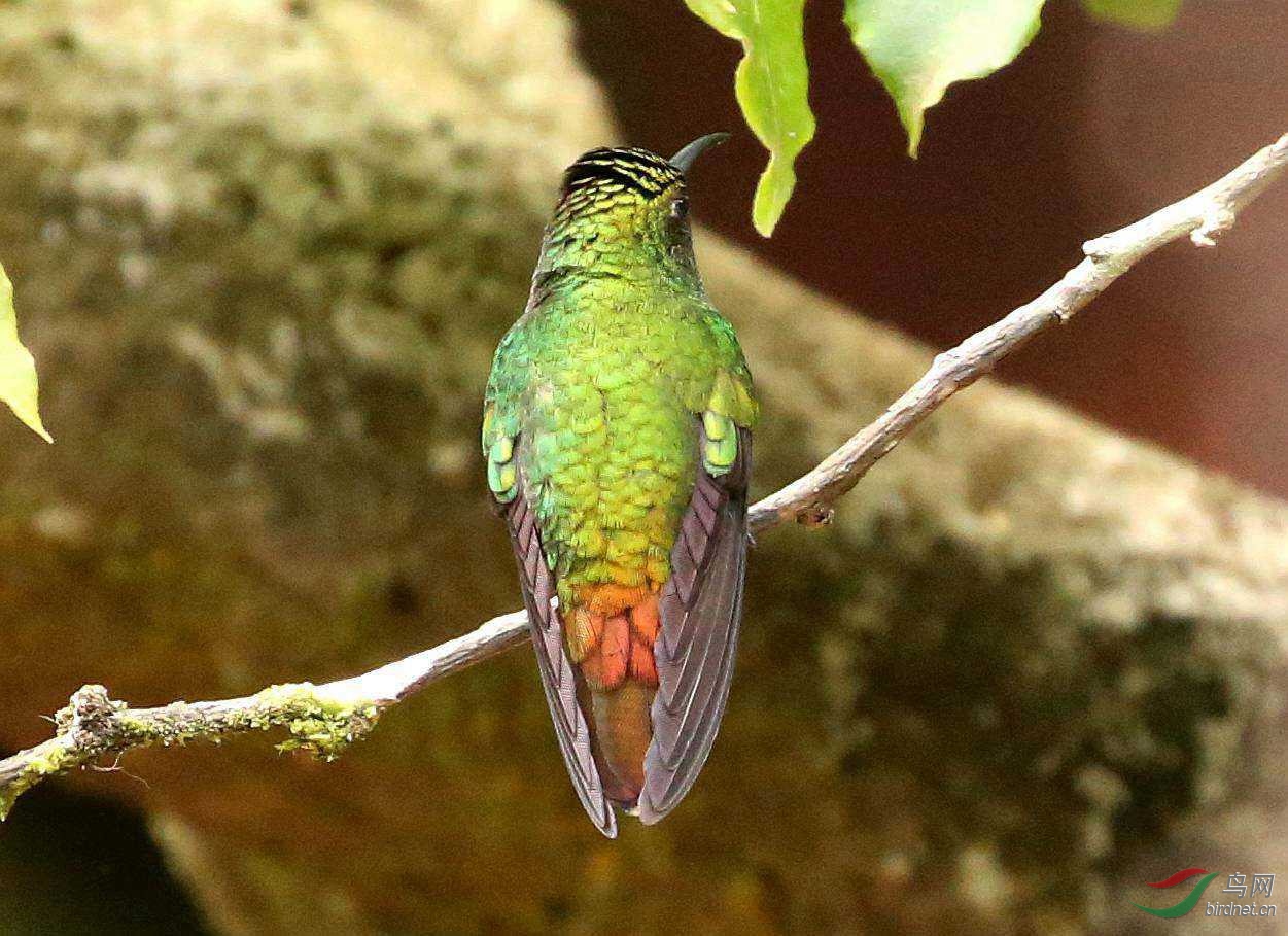 6��˹�����