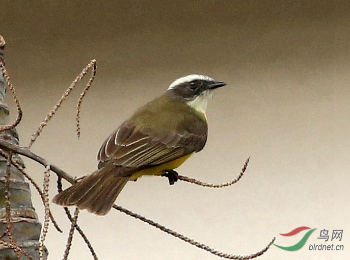 7��˹�����