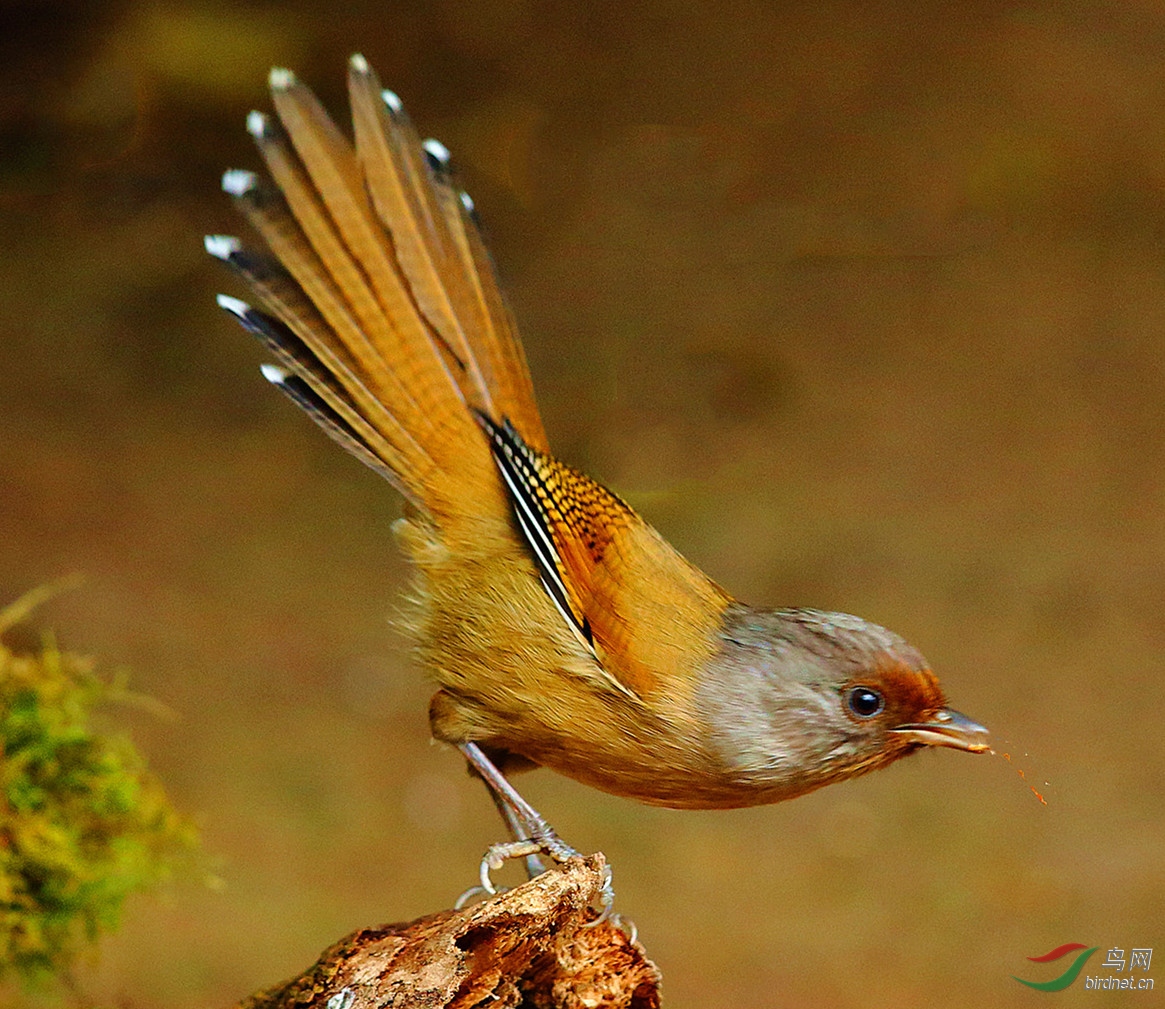 ���߳���