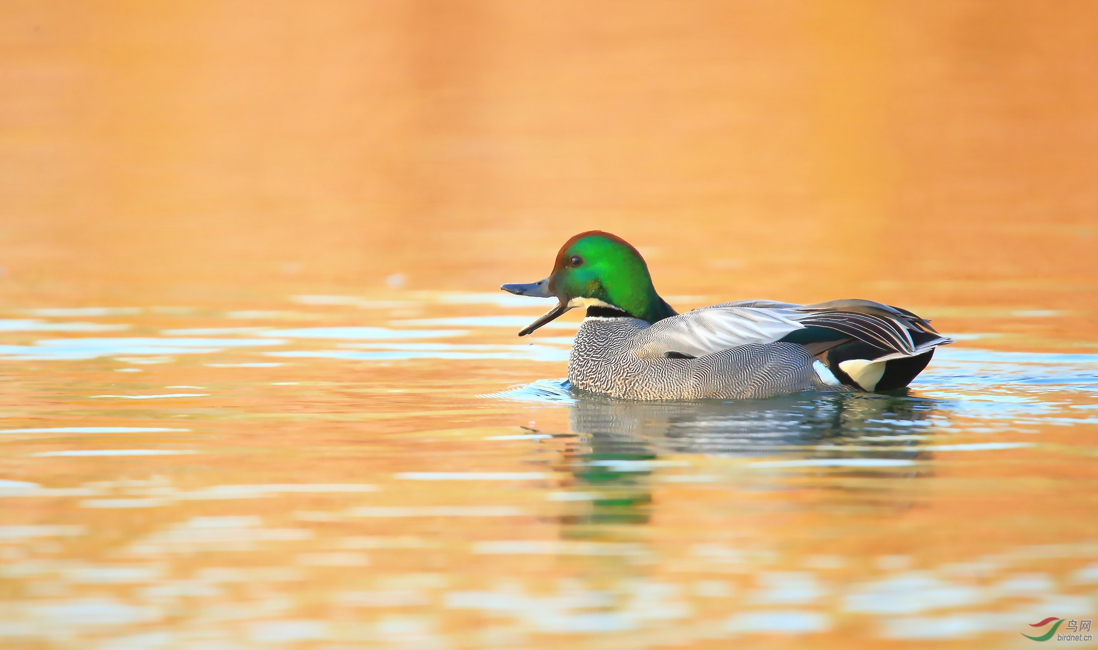 春江水暖鸭先知