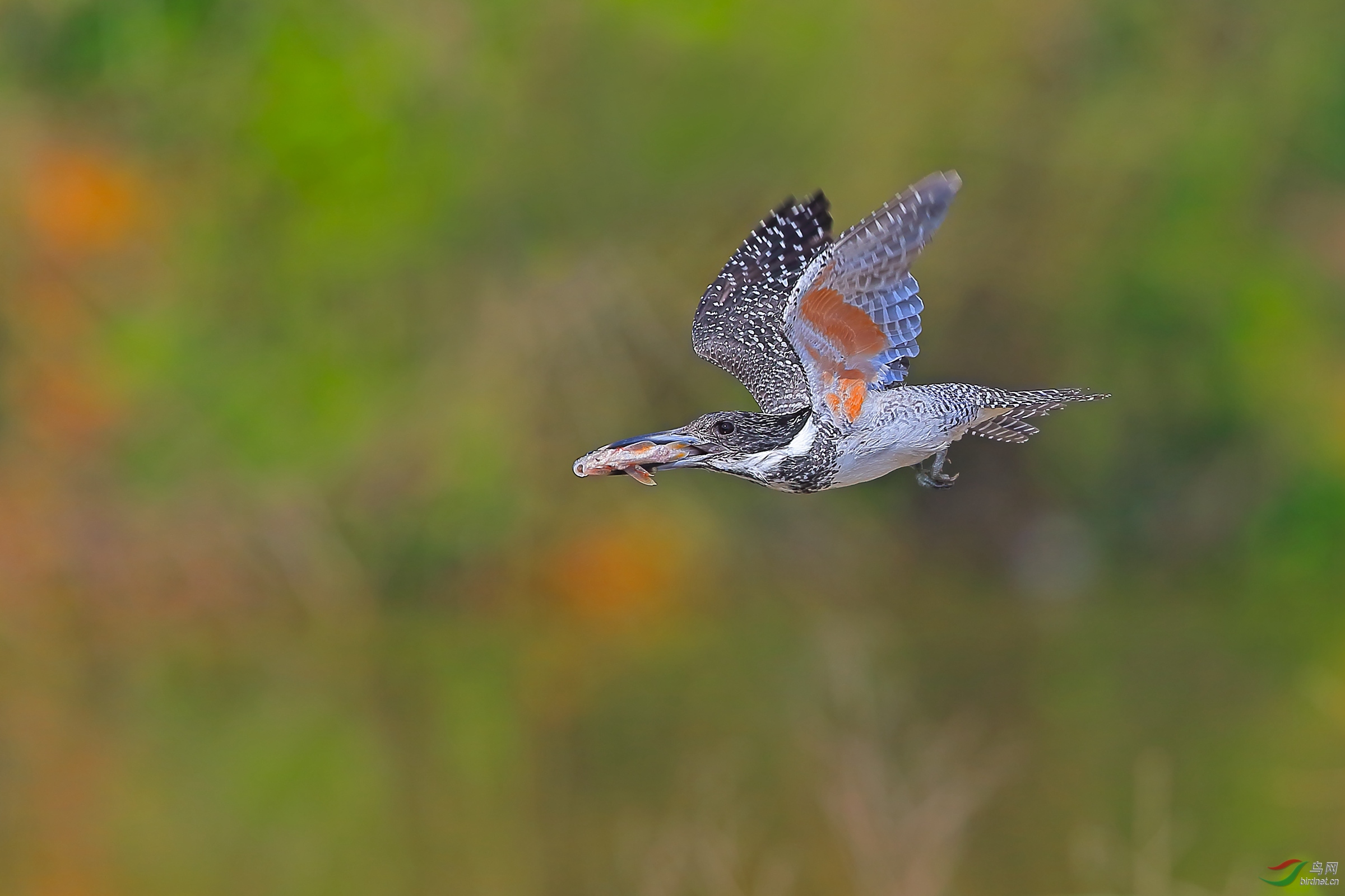 《回家过元宵节喽》冠鱼狗
