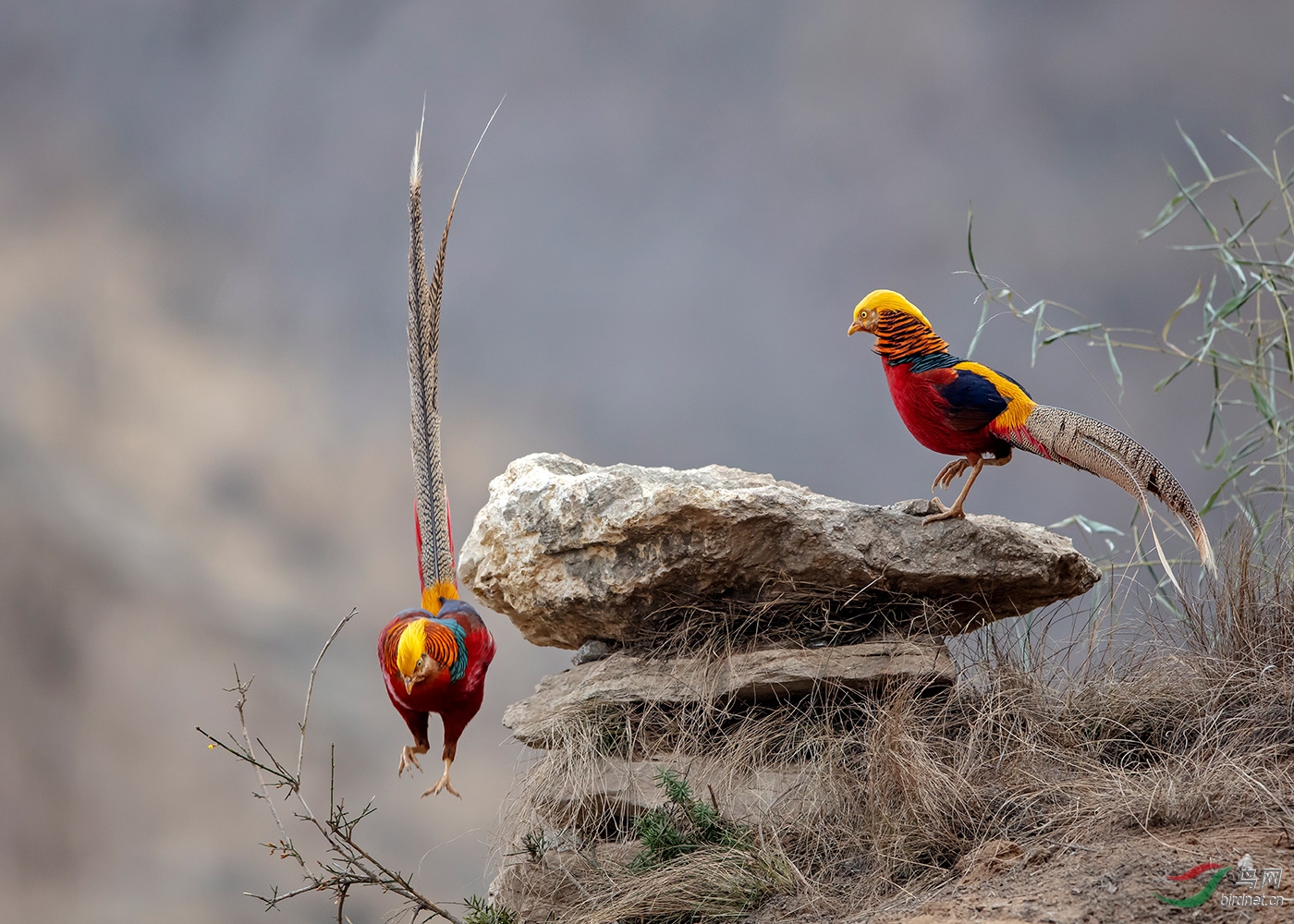 栽好梧桐树引来金凤凰