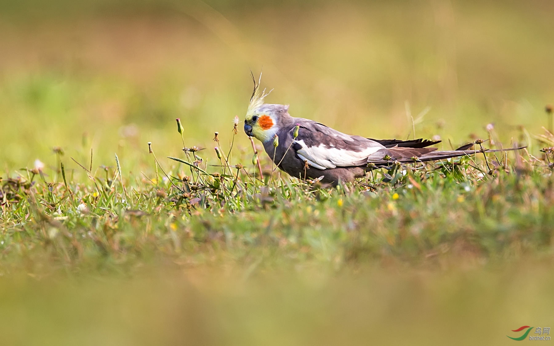鸡尾鹦鹉 - 台湾版 taiwan 鸟网