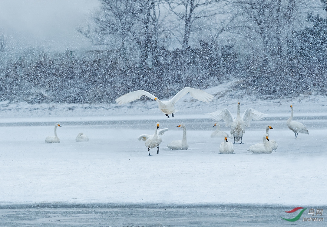 迎着风雪起飞祝贺荣获首页精华