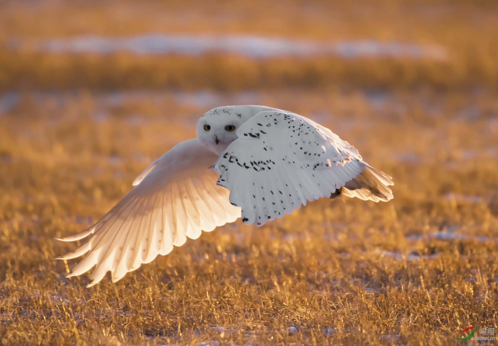 ��ϼӳ��ѩ�^��