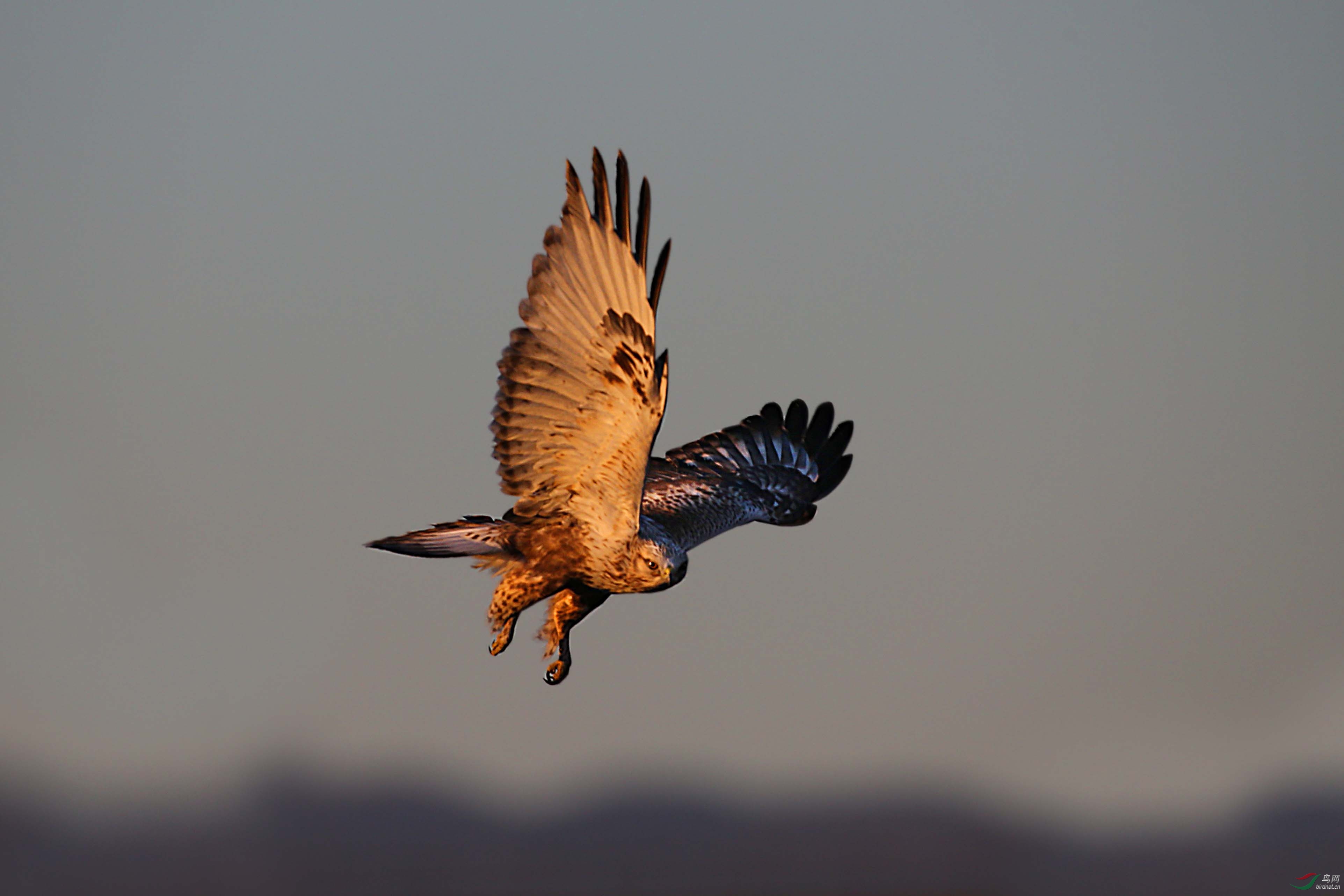 迎着曙光的毛脚 