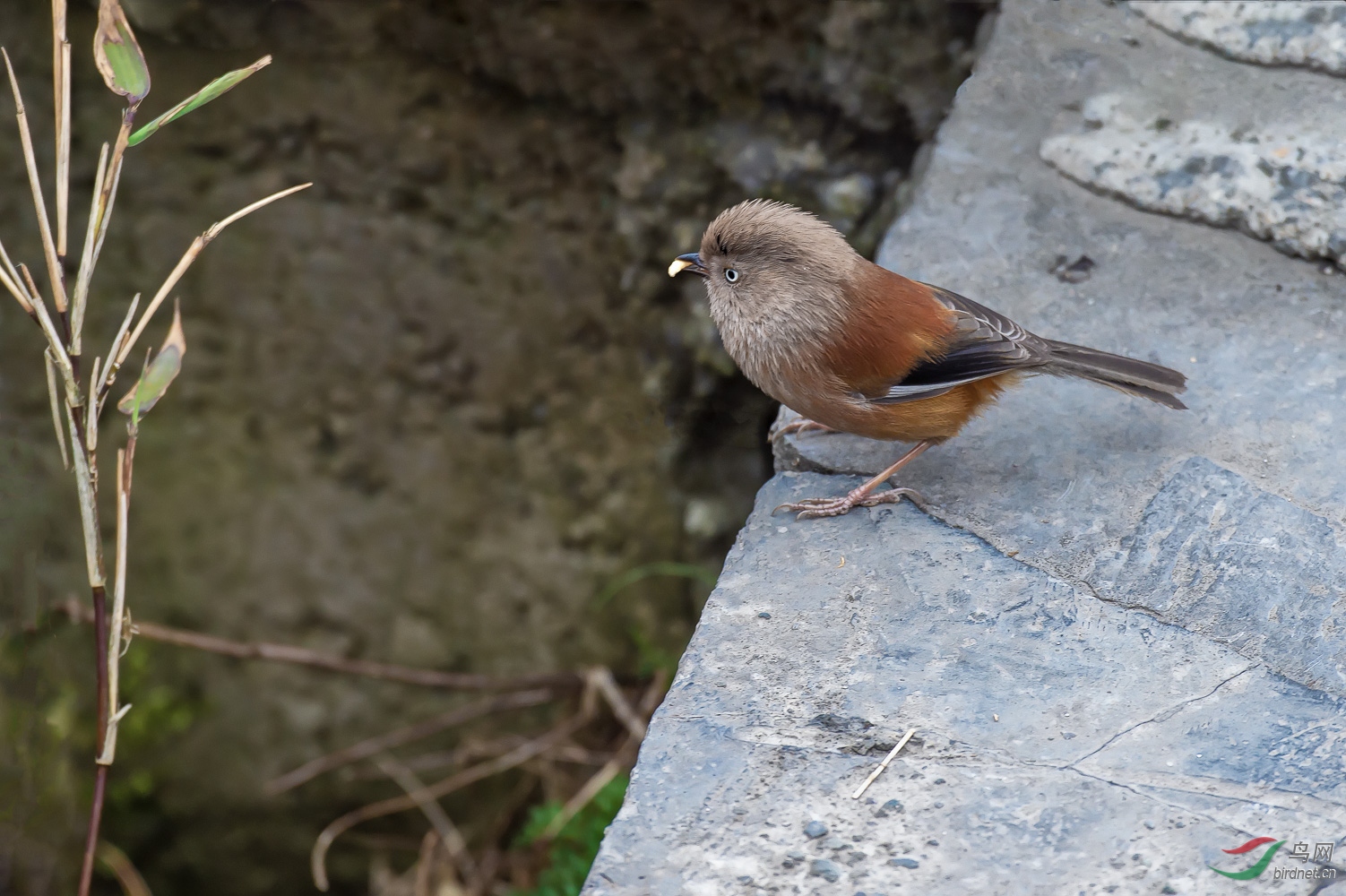 DSC_1792_1.jpg
