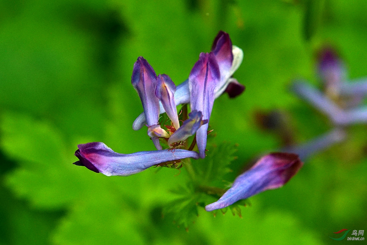 刻叶紫堇种子图片