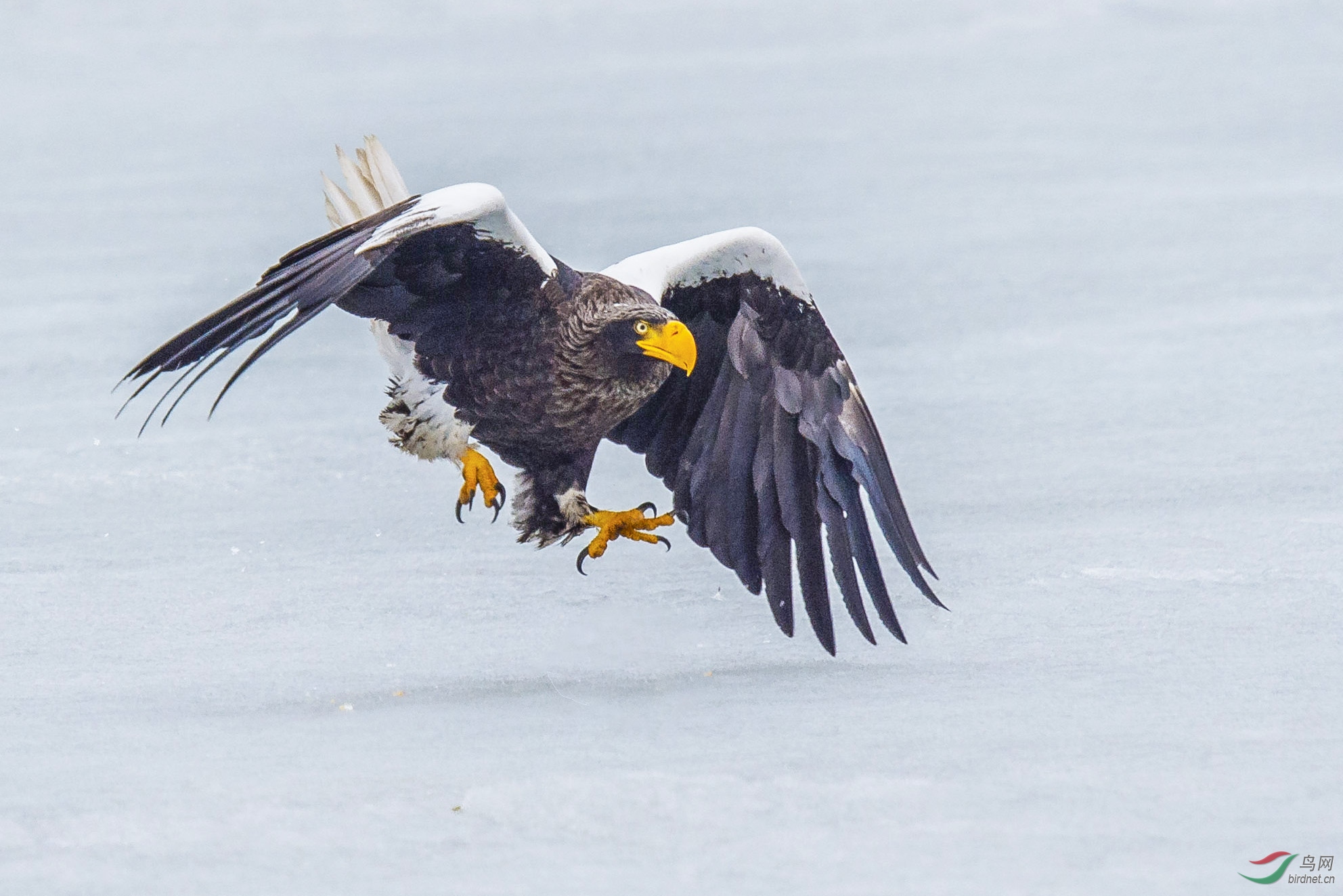 张牙舞爪 - 野生动物风光版 鸟网