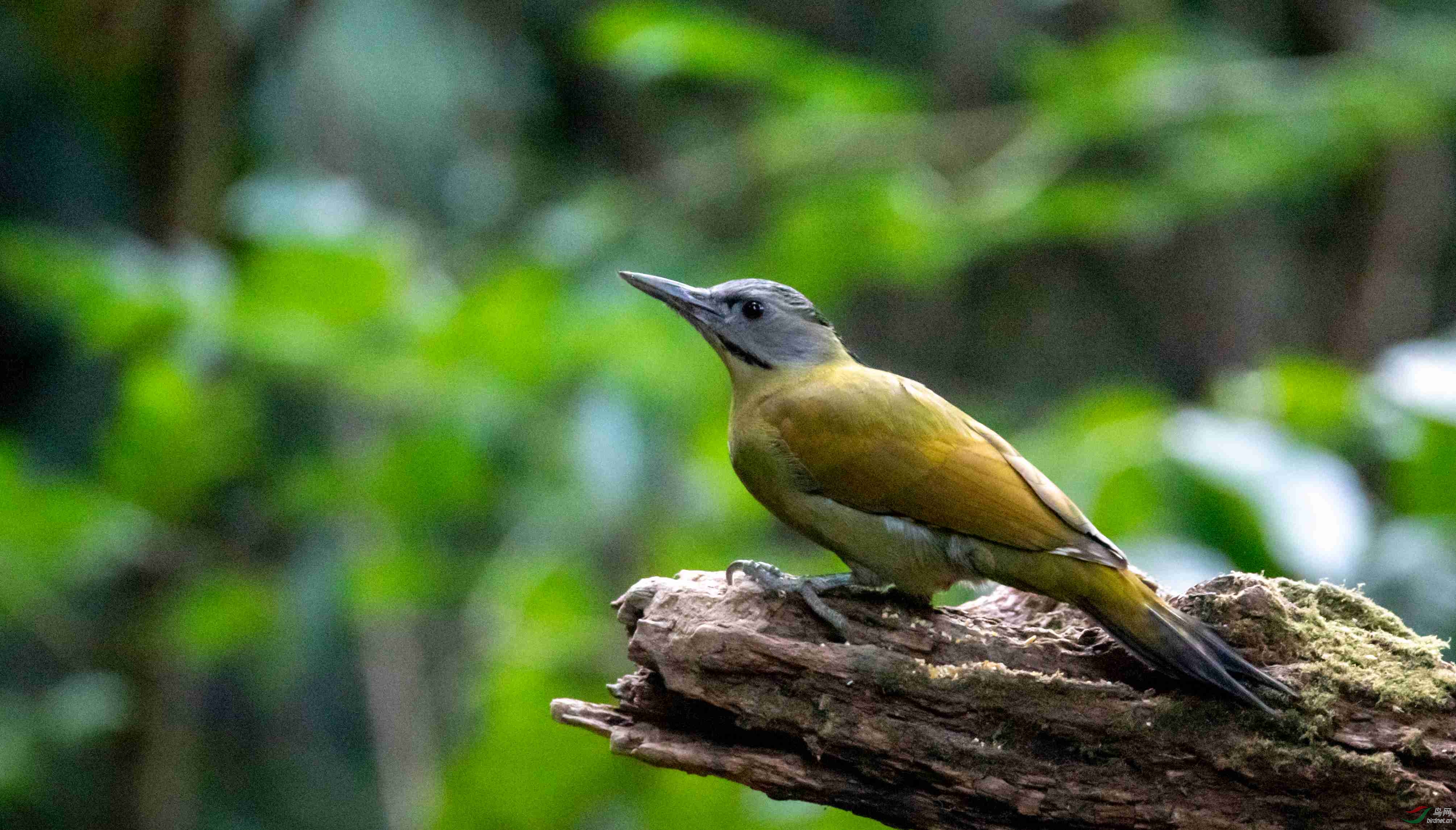 灰头绿啄木鸟