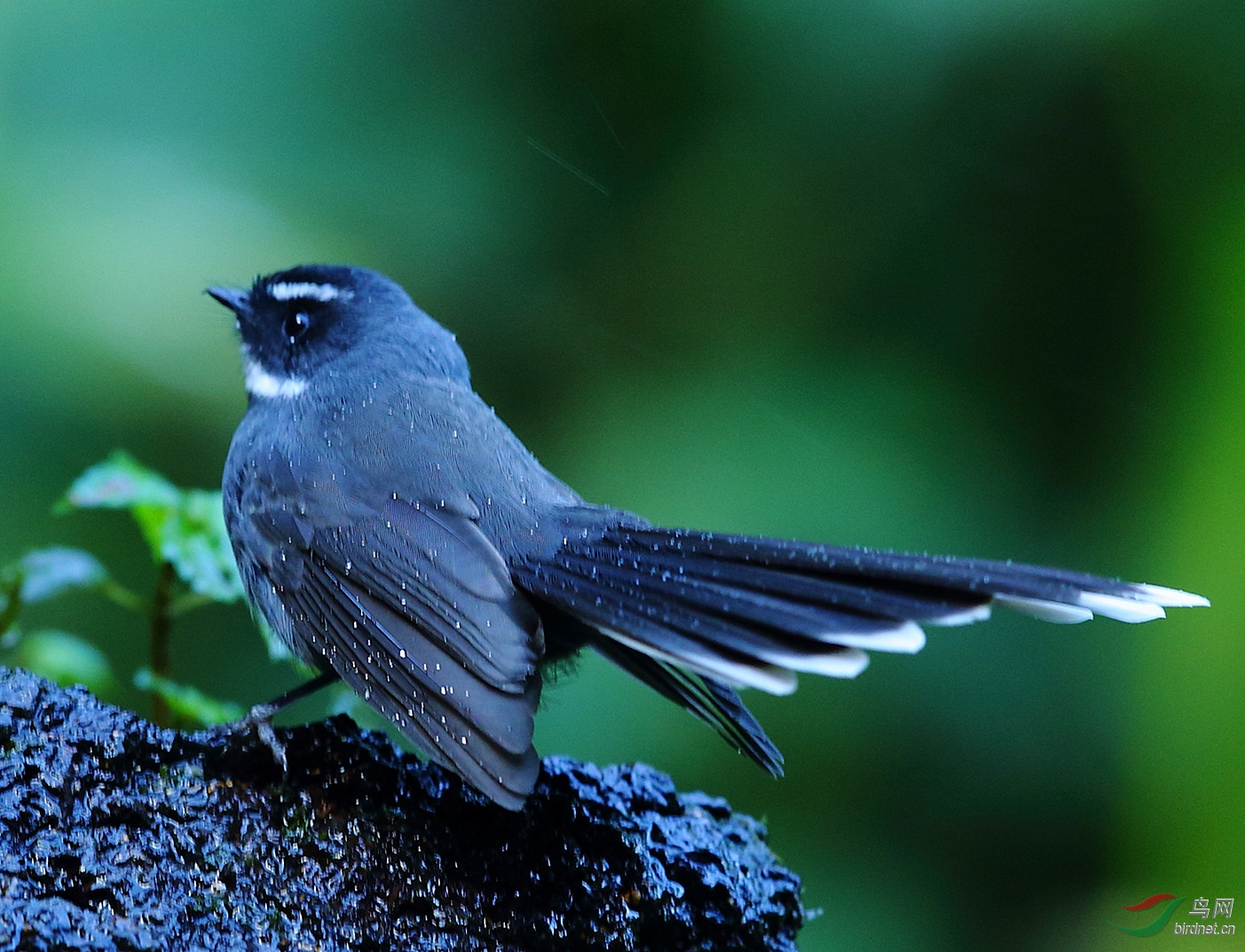 �׺���β�l1