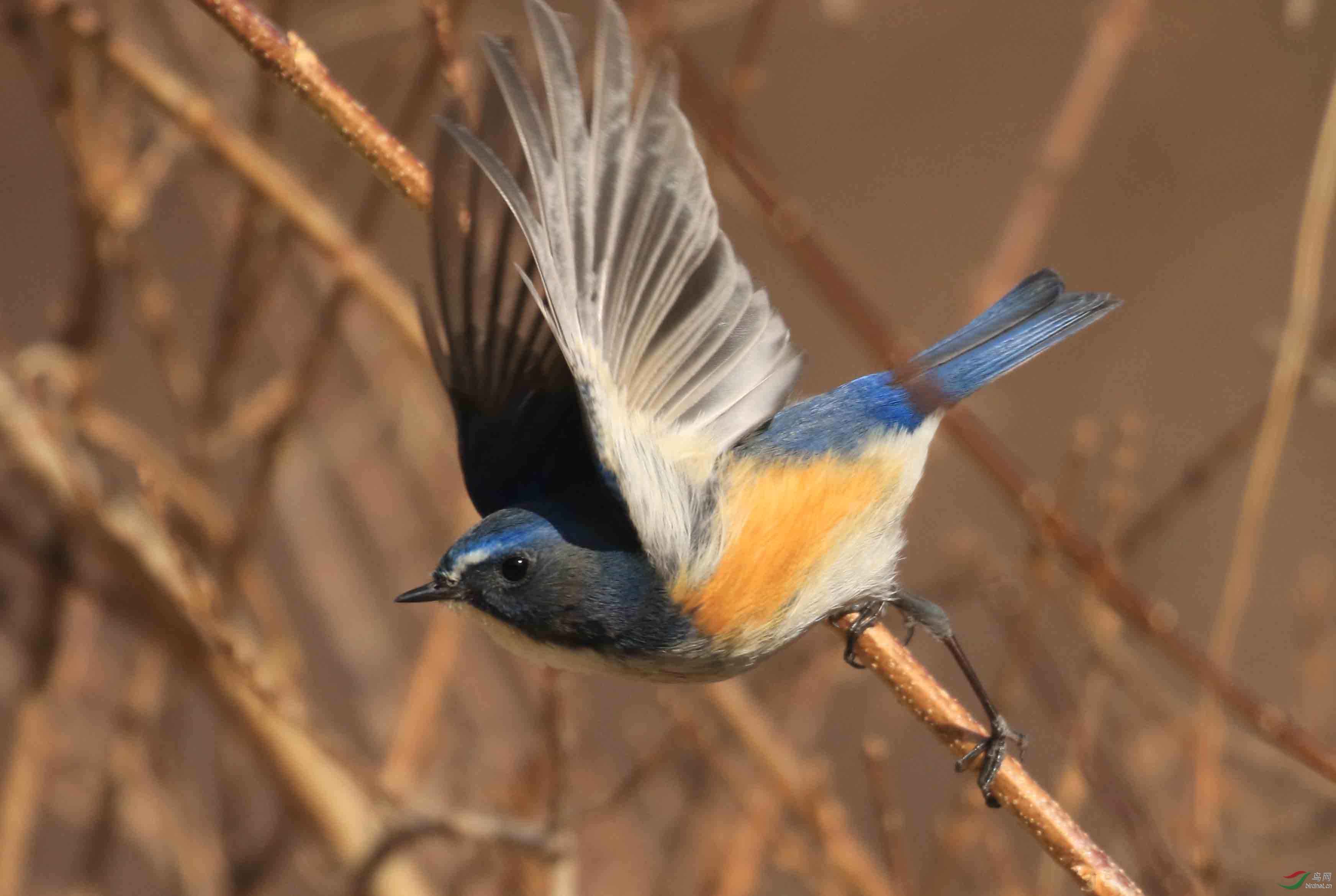 红胁蓝尾--------------展翅 - 皇城根拍鸟e族 鸟网