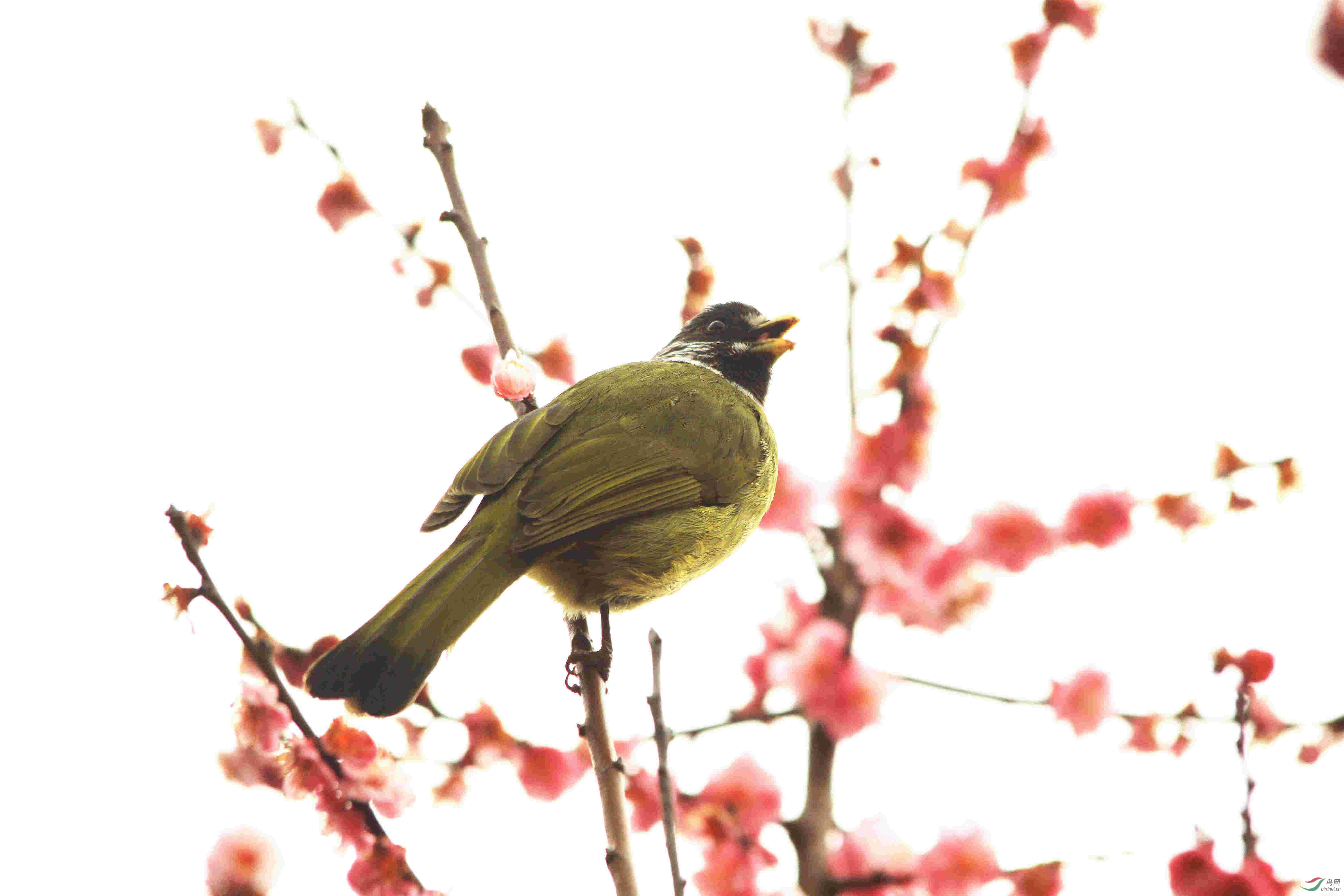 ���� IMG_0897_����.jpg