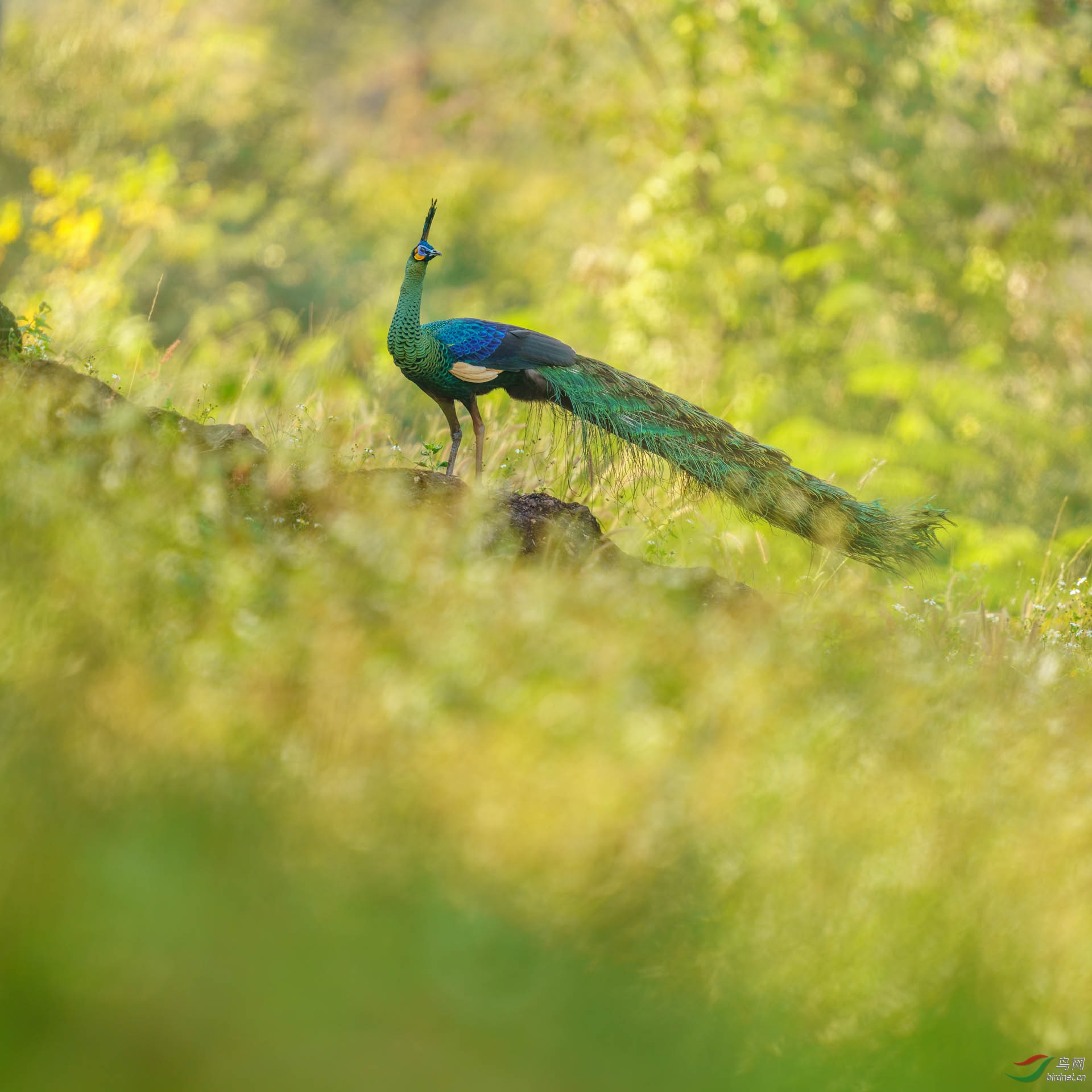 _DSC1009 1051-Pano s.jpg