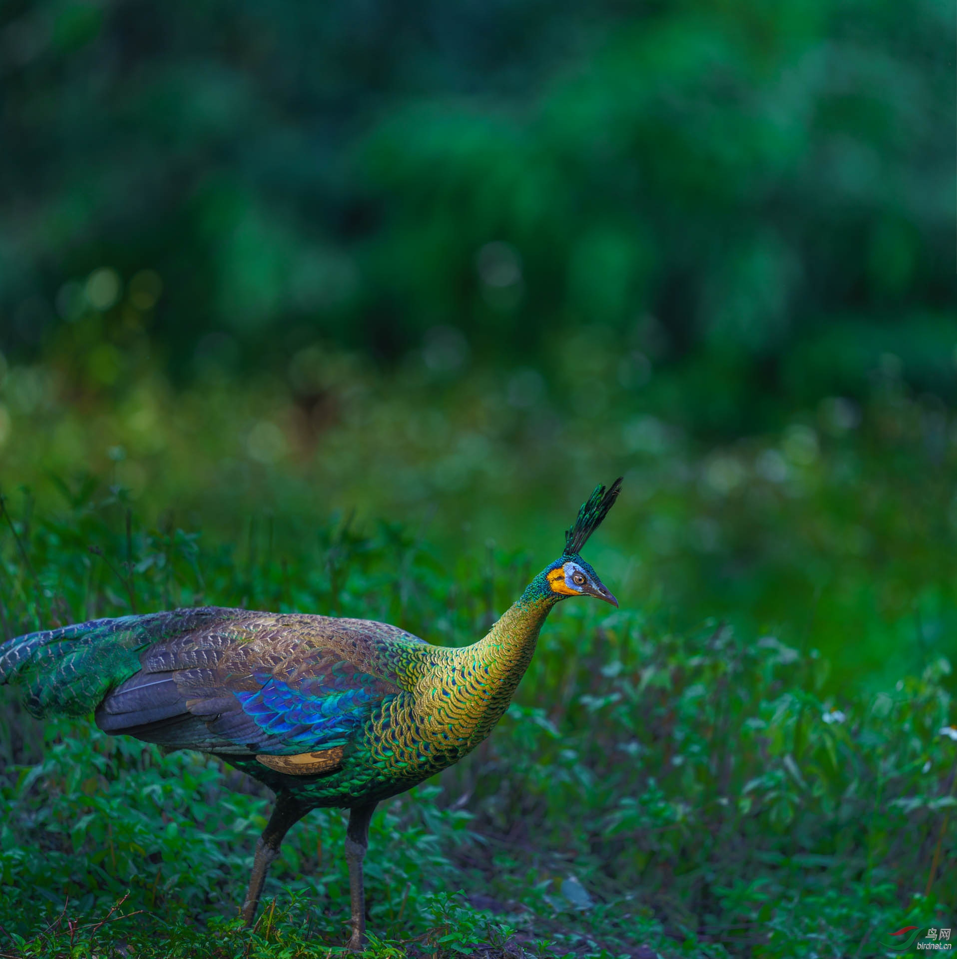 _DSC5944 5945-Pano s.jpg