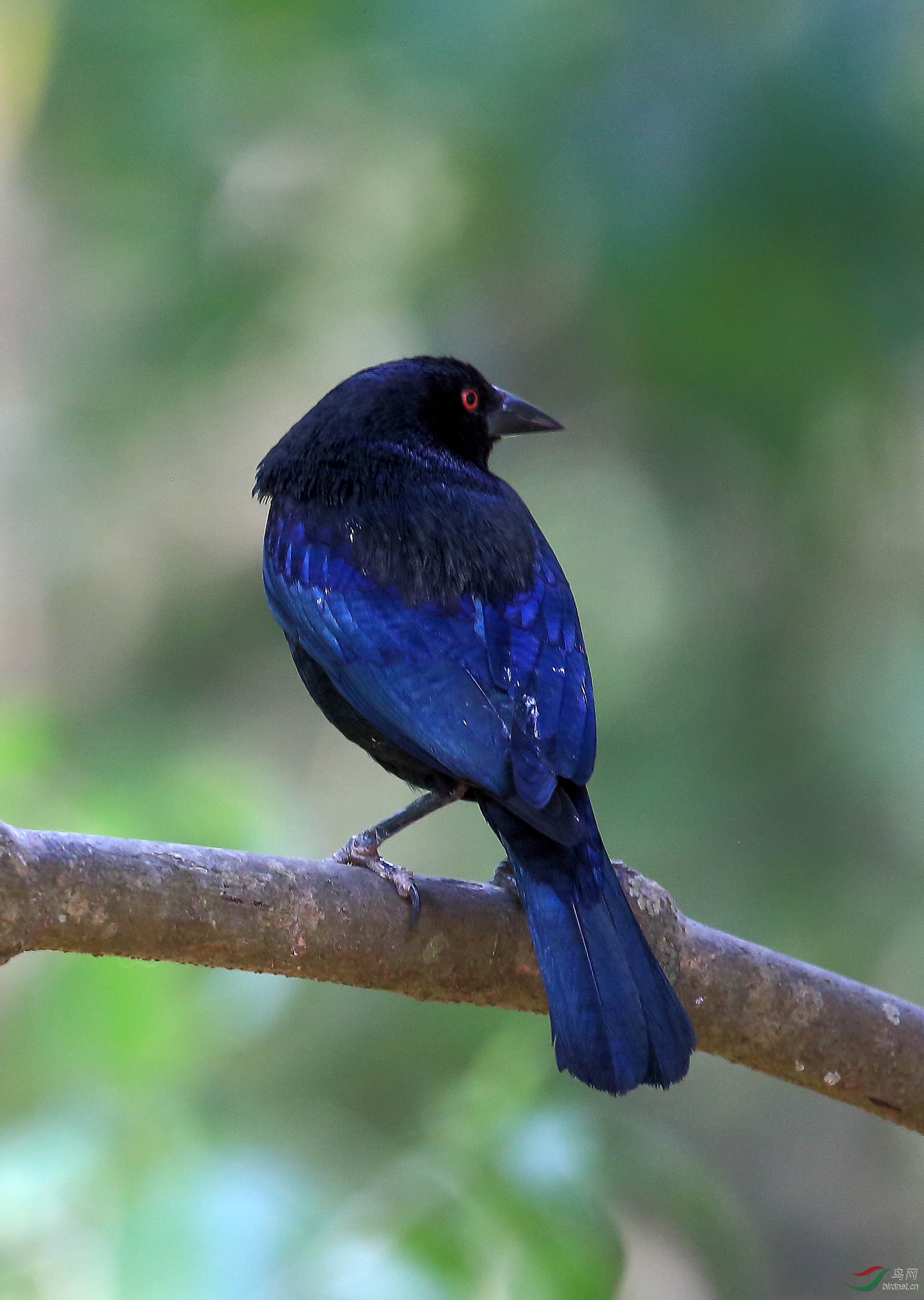 墨西哥鸟类求教5