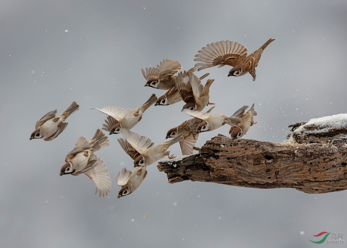 栽好梧桐树引来金凤凰