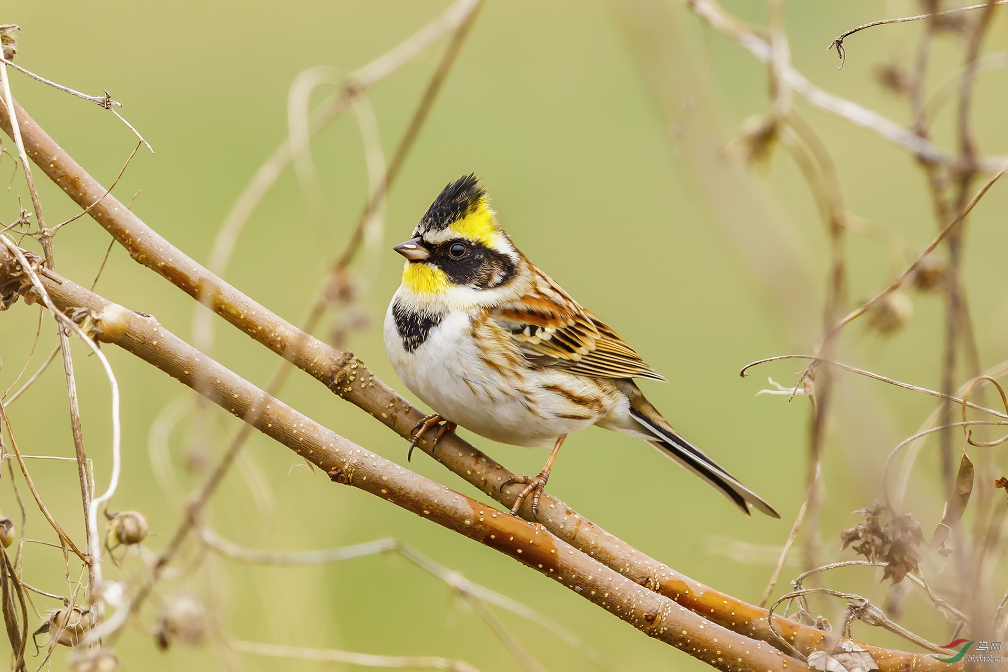 黄喉鹀 - 广西版 guangxi 鸟网
