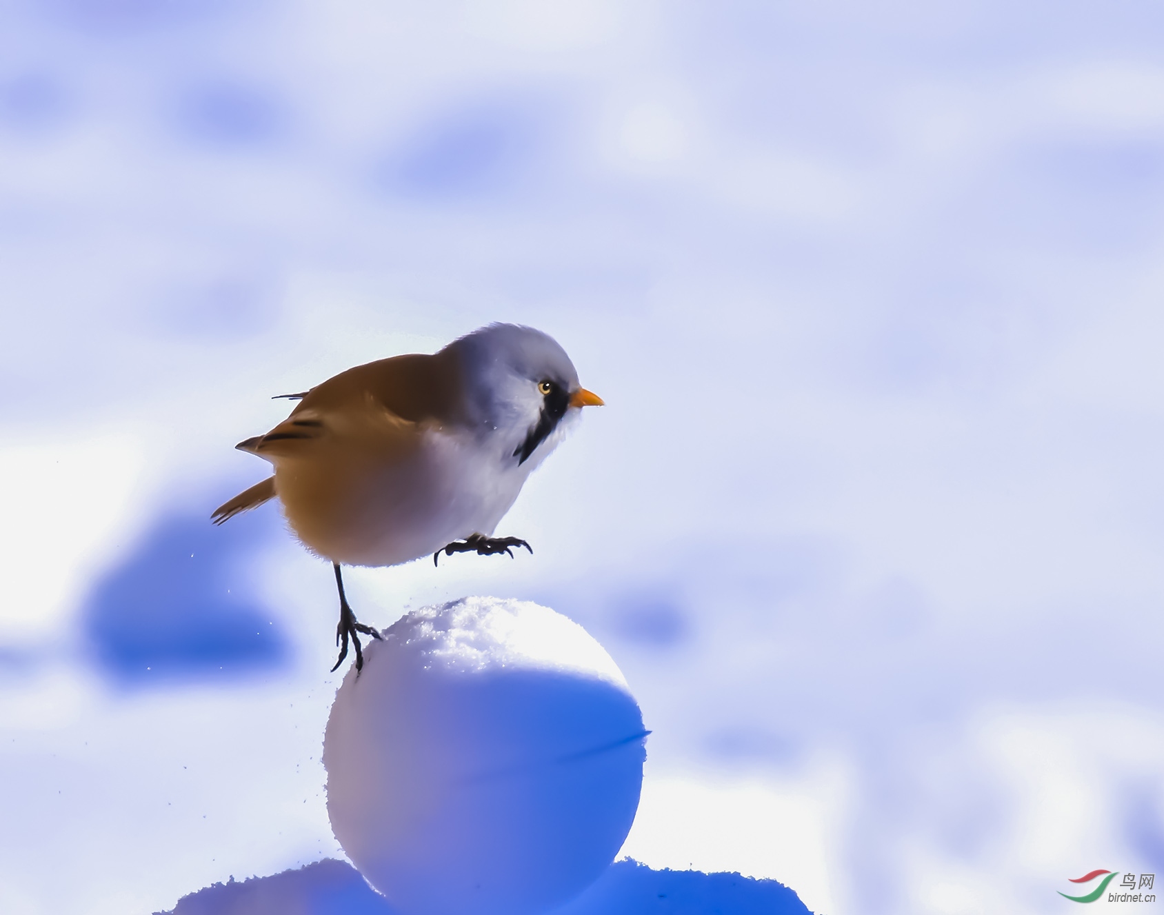 ѩ�����������